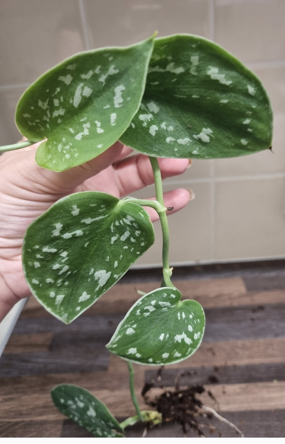 Scindapsus Pictus Argyraeus Silver Satin Pothos Plant Well rooted Cuttings