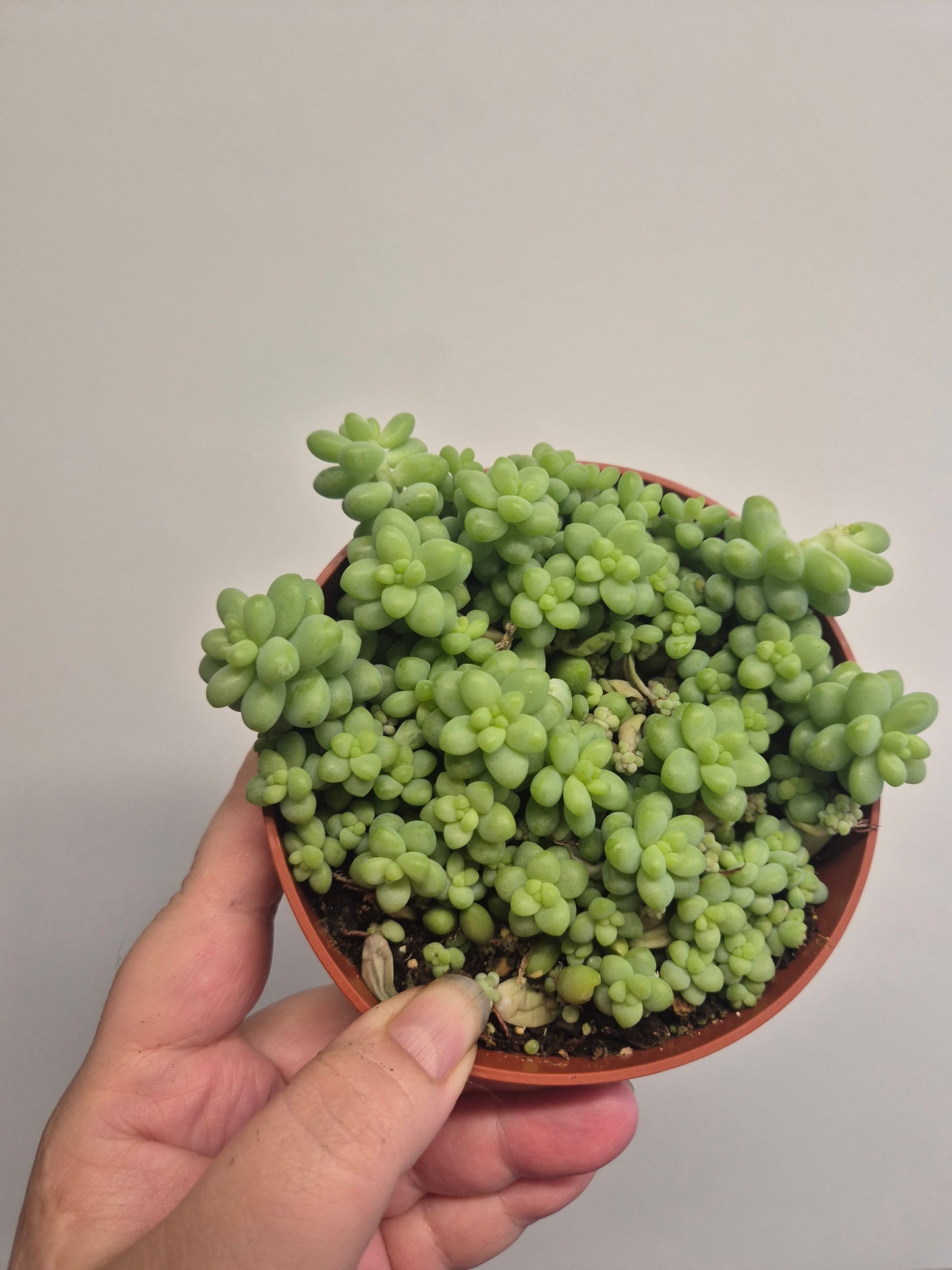 Burrows Tail Sedum morganianum Burrito Trailing Succulent | 12 cm pot