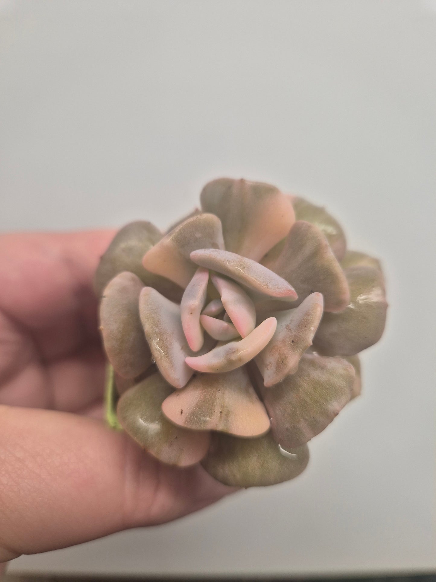 Echeveria Cubic Frost Variegated | Beautiful Collectors Succulent Rooted Plant