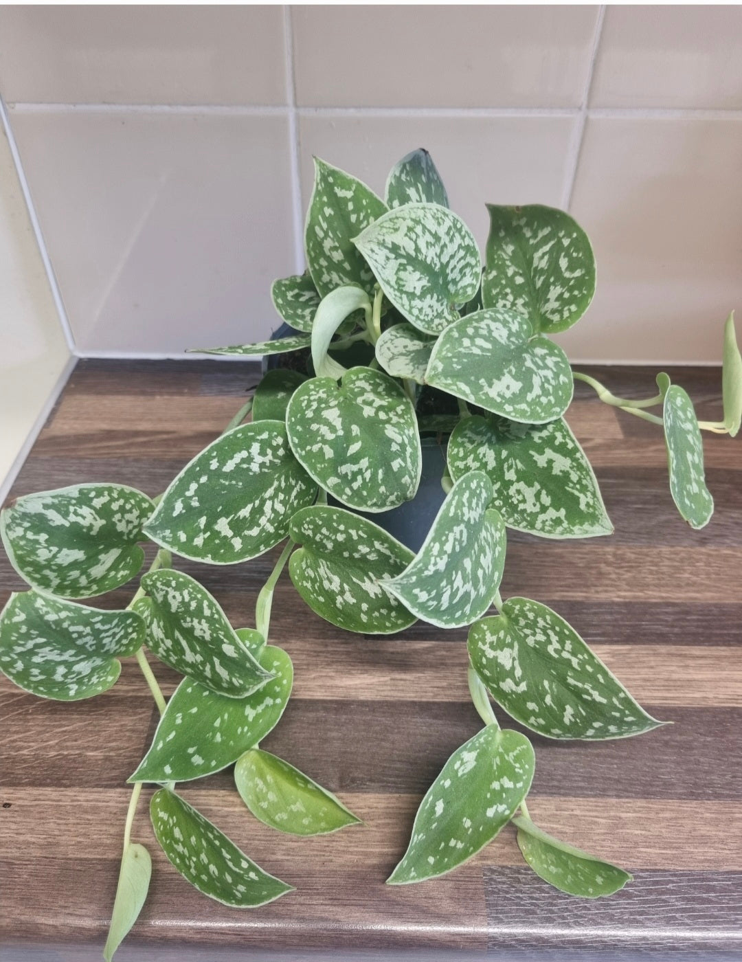 Scindapsus pictus Argyraeus | 12cm Pot | Satin Pothos Indoor Plant