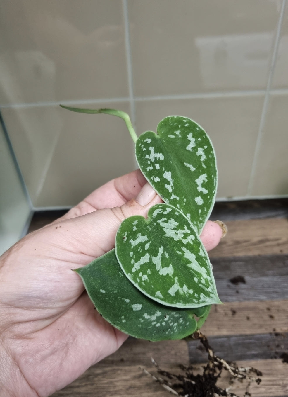 Scindapsus Pictus Argyraeus Silver Satin Pothos Plant Well rooted Cuttings