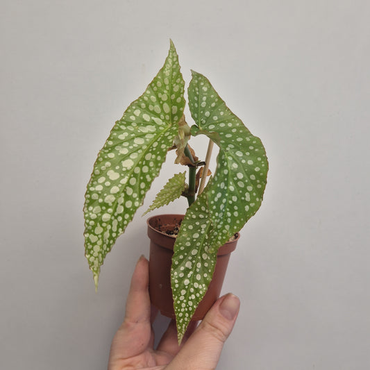 Begonia White ice | Well rooted cuttings | Sent bare rooted