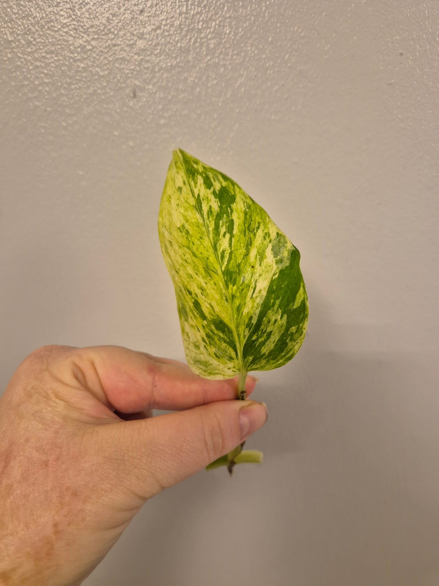 6x Pothos / Philodendron Cutting Bundle