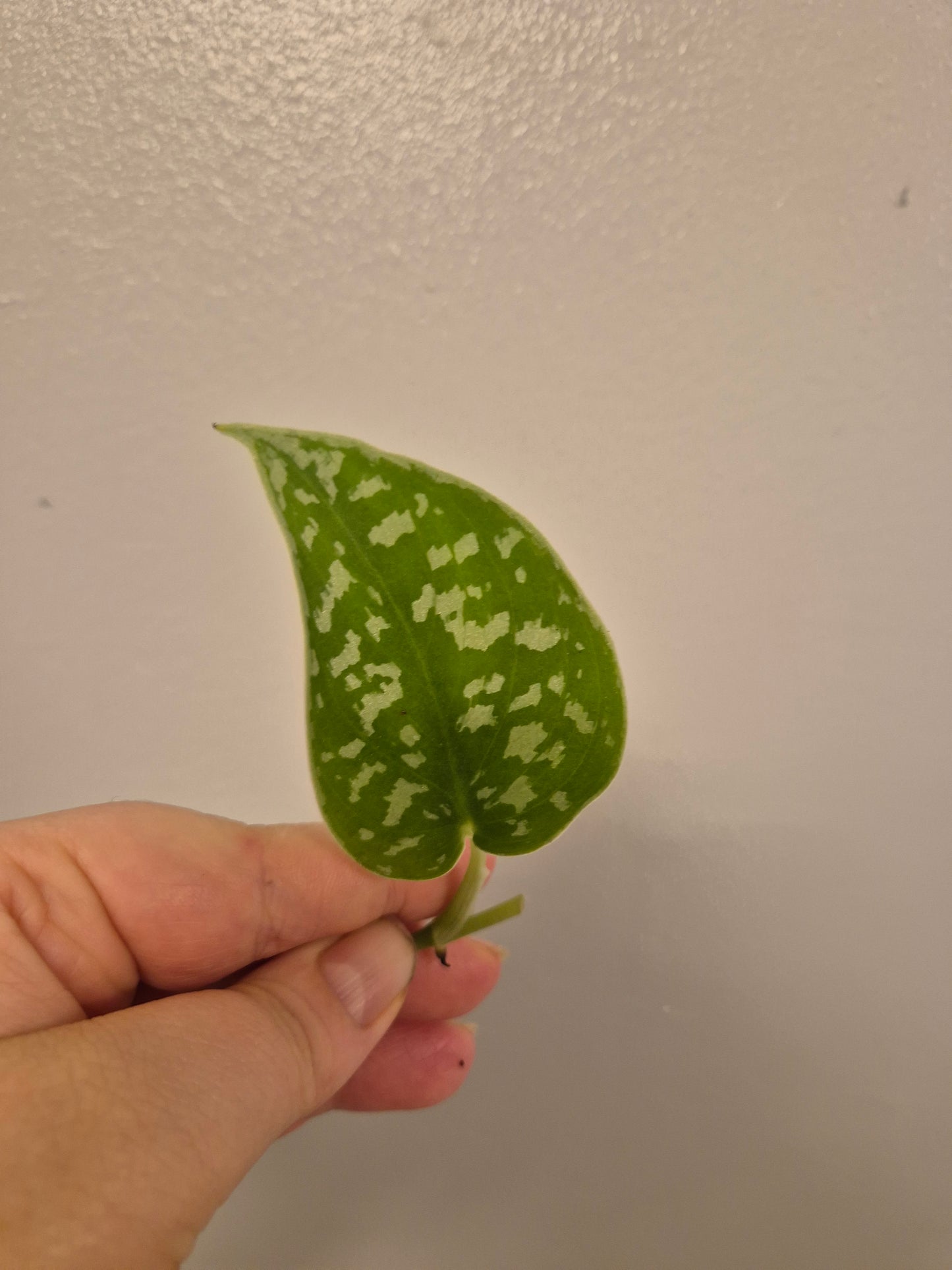 6x Pothos / Philodendron Cutting Bundle