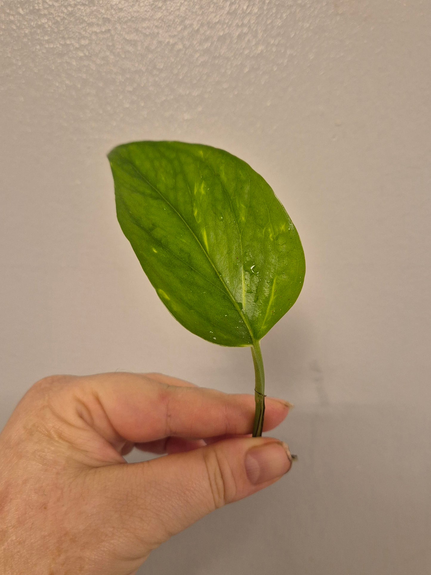 6x Pothos / Philodendron Cutting Bundle