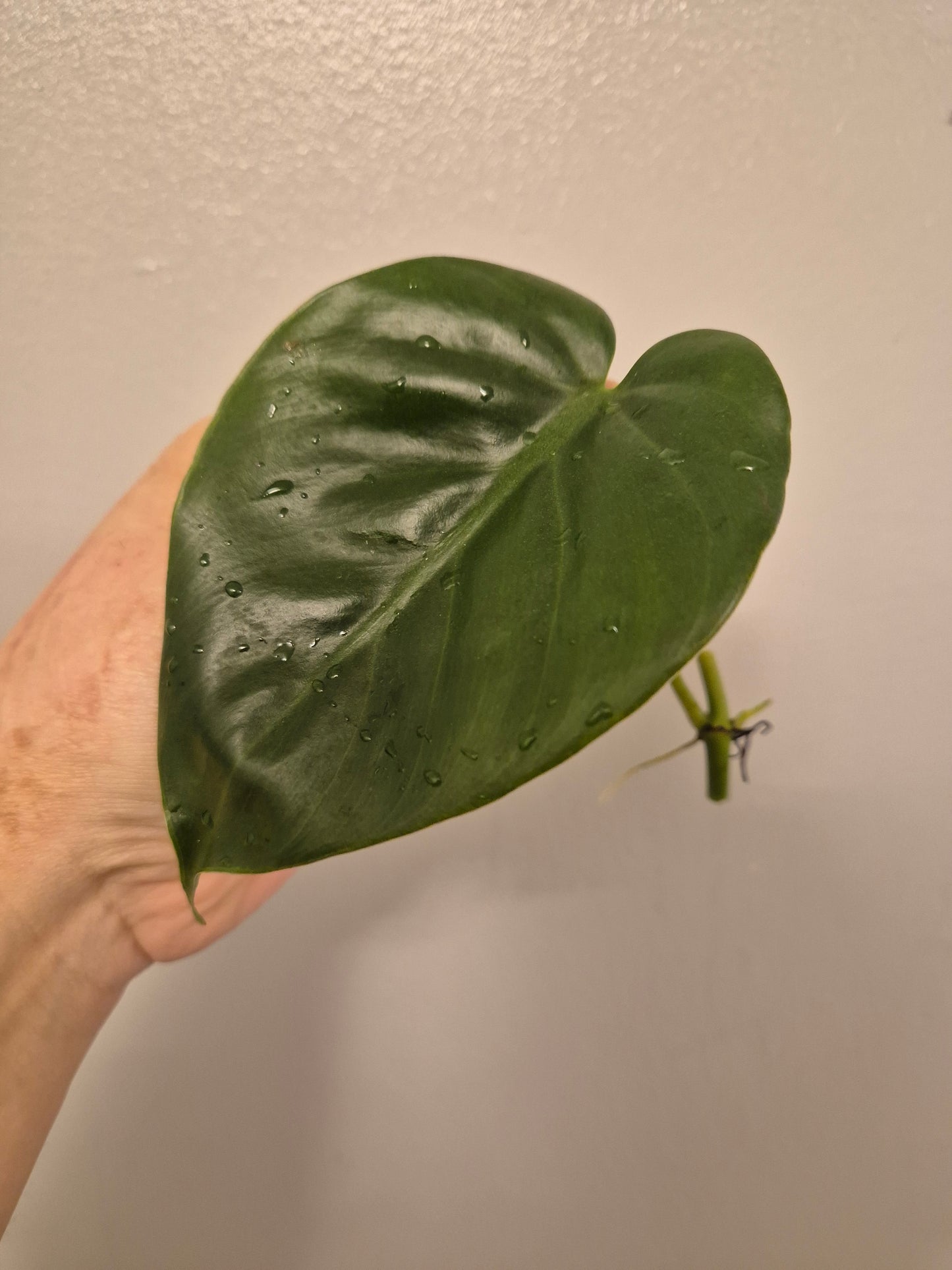 6x Pothos / Philodendron Cutting Bundle