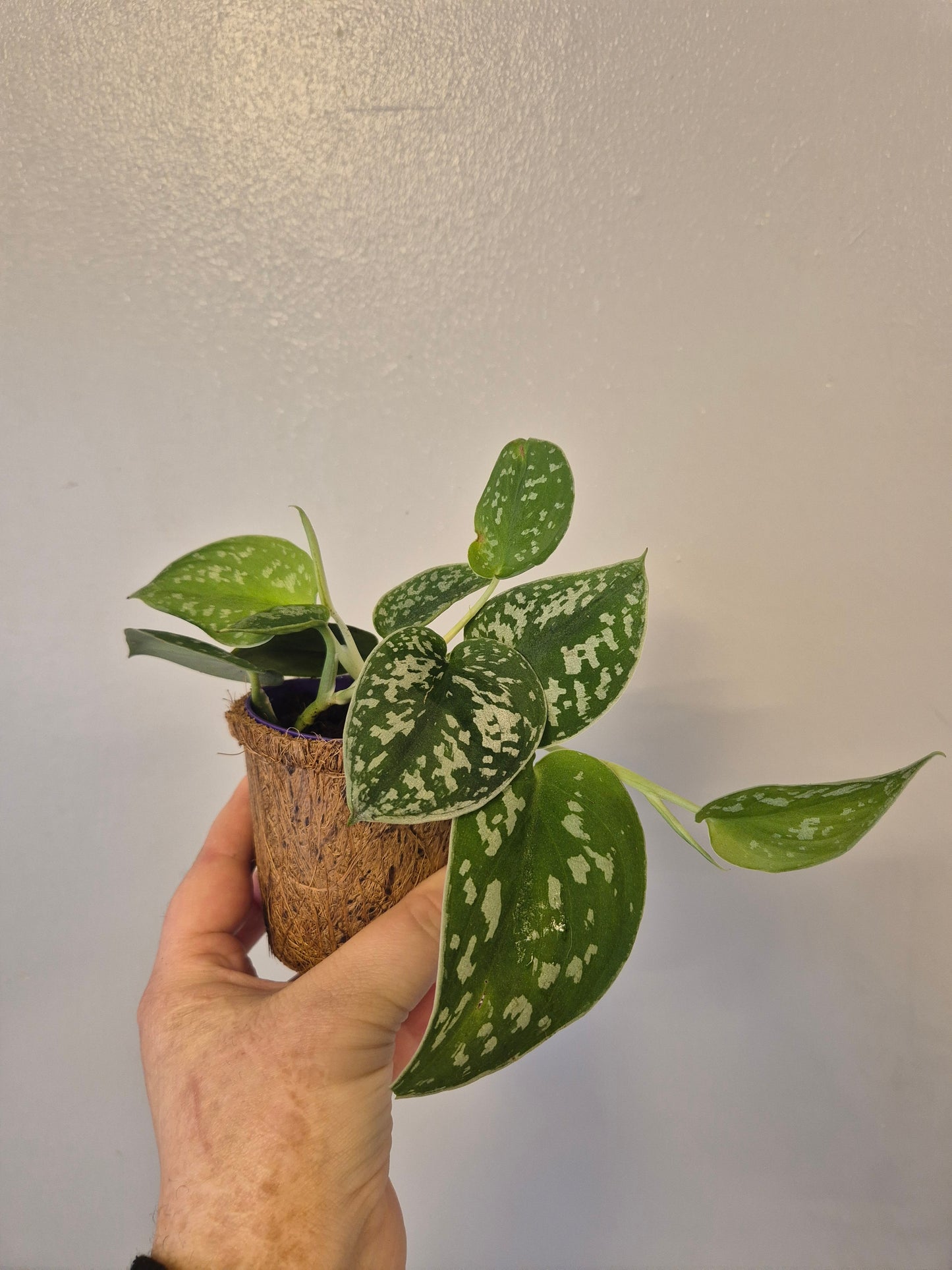 Scindapsus satin pothos in a kokedama pot |  9cm pot | stunning look