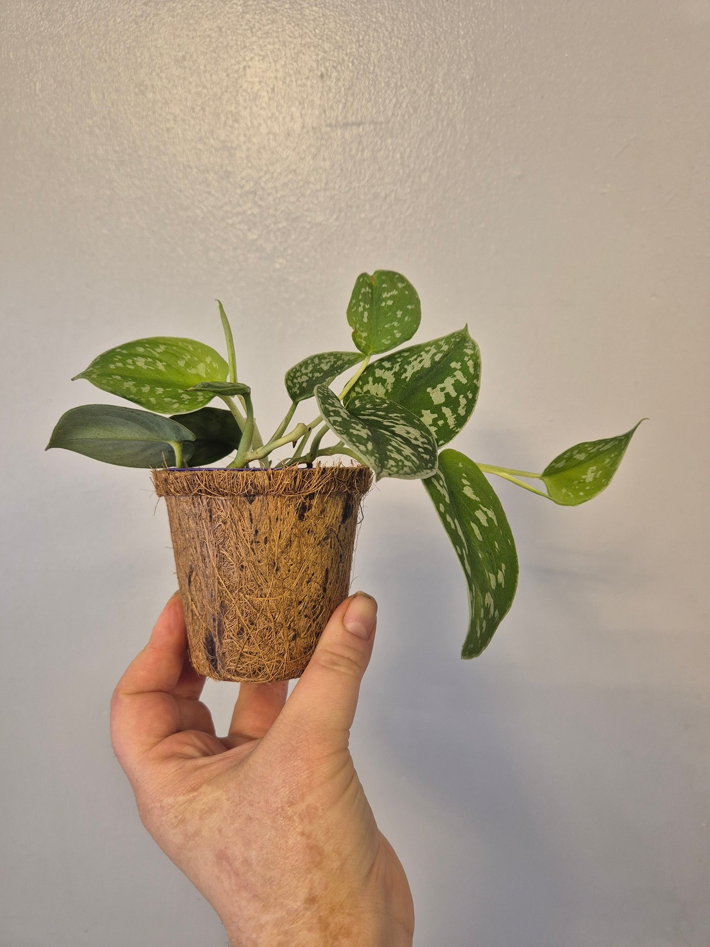 Scindapsus satin pothos in a kokedama pot |  9cm pot | stunning look