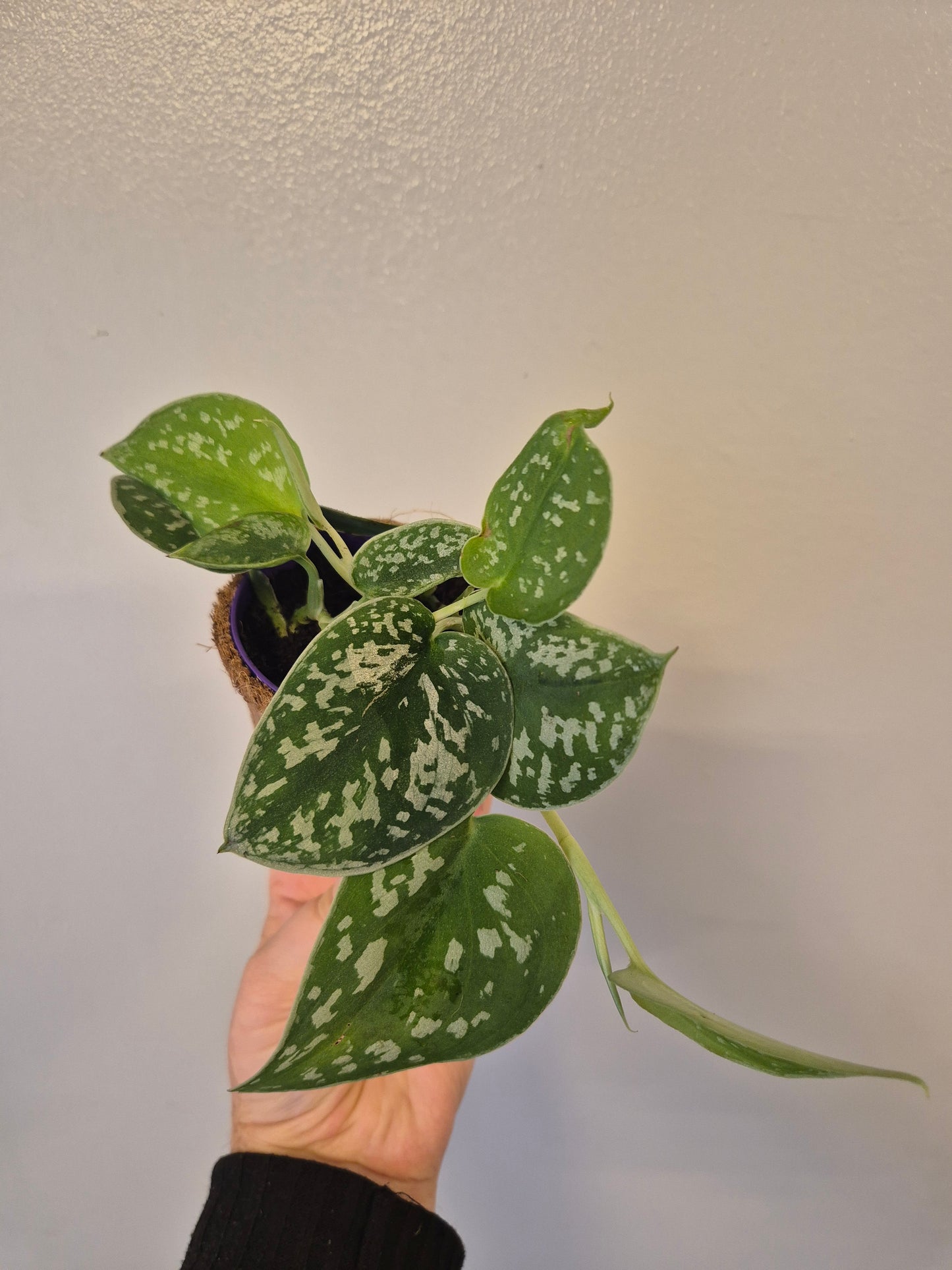 Scindapsus satin pothos in a kokedama pot |  9cm pot | stunning look