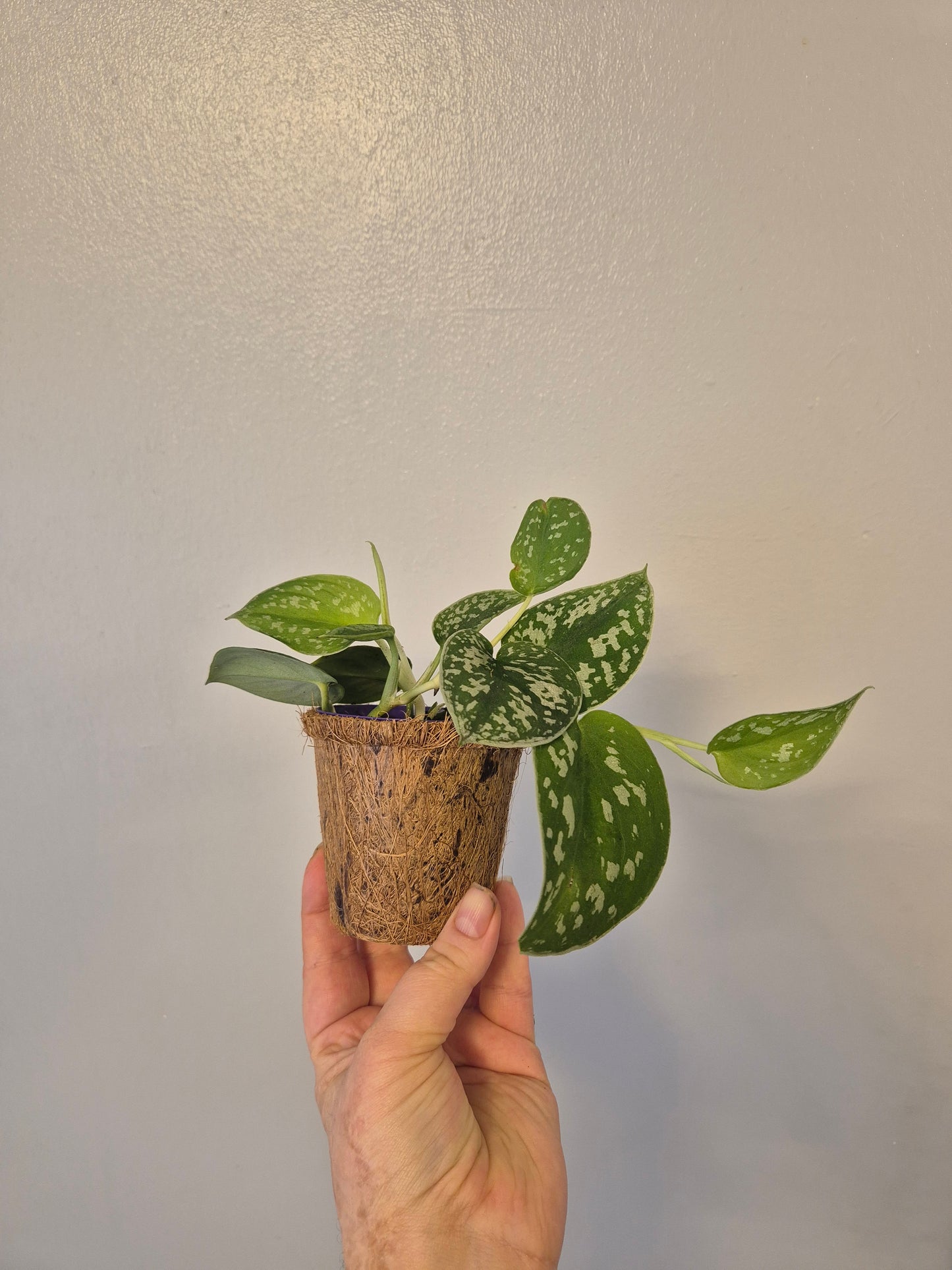 Scindapsus satin pothos in a kokedama pot |  9cm pot | stunning look