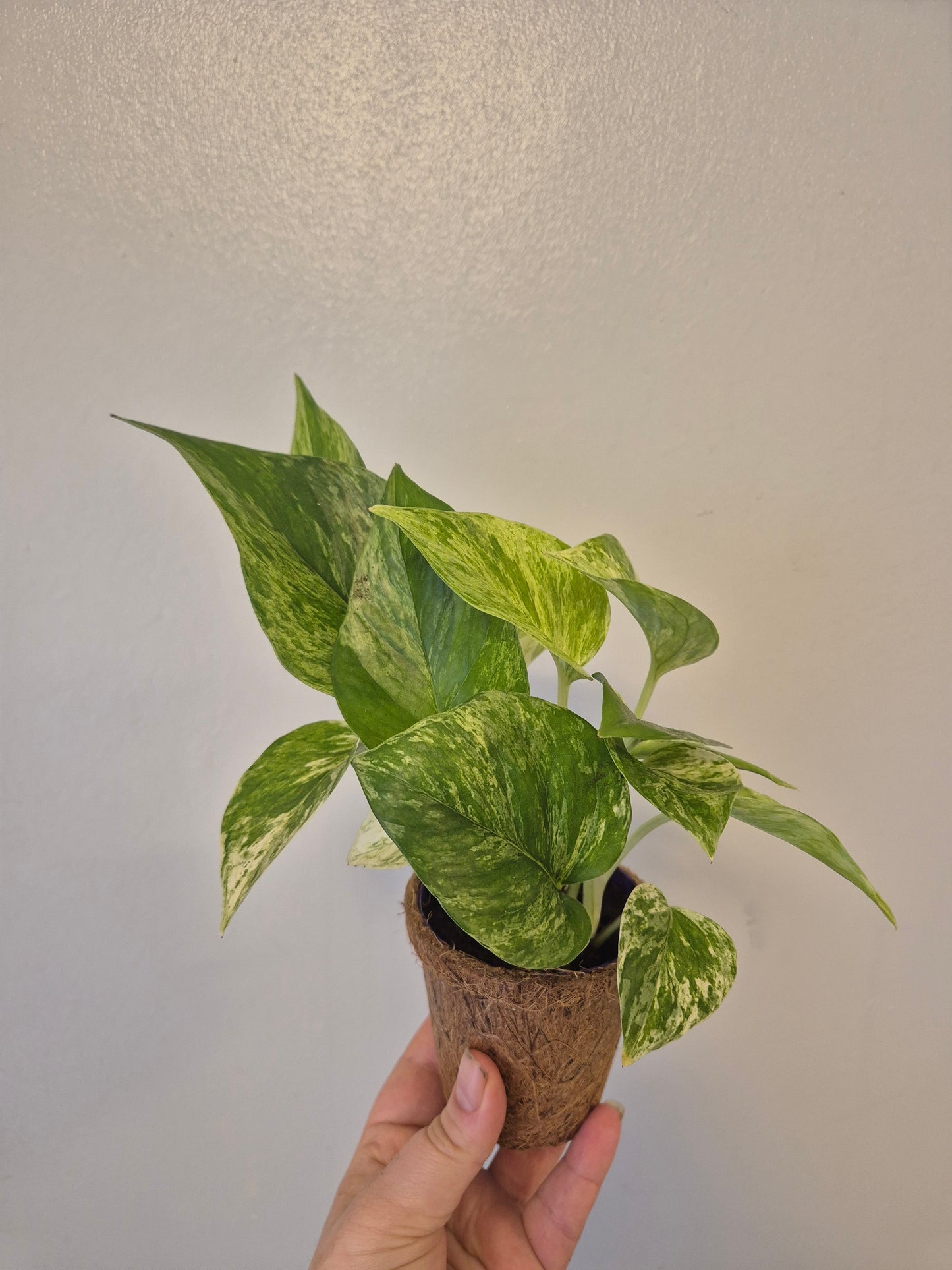 Marble queen pothos in a kokedama pot |  9cm pot | stunning look