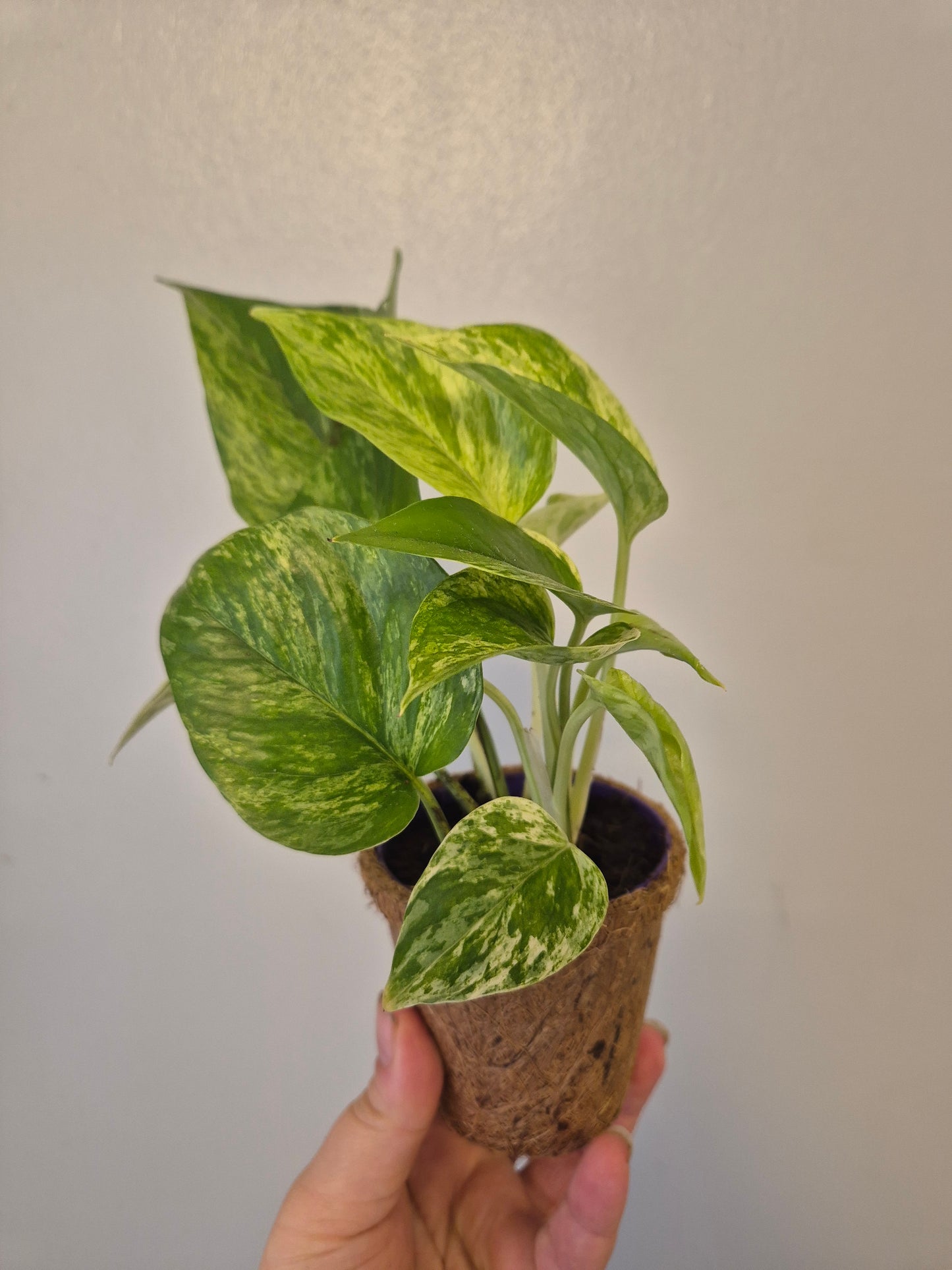 Marble queen pothos in a kokedama pot |  9cm pot | stunning look