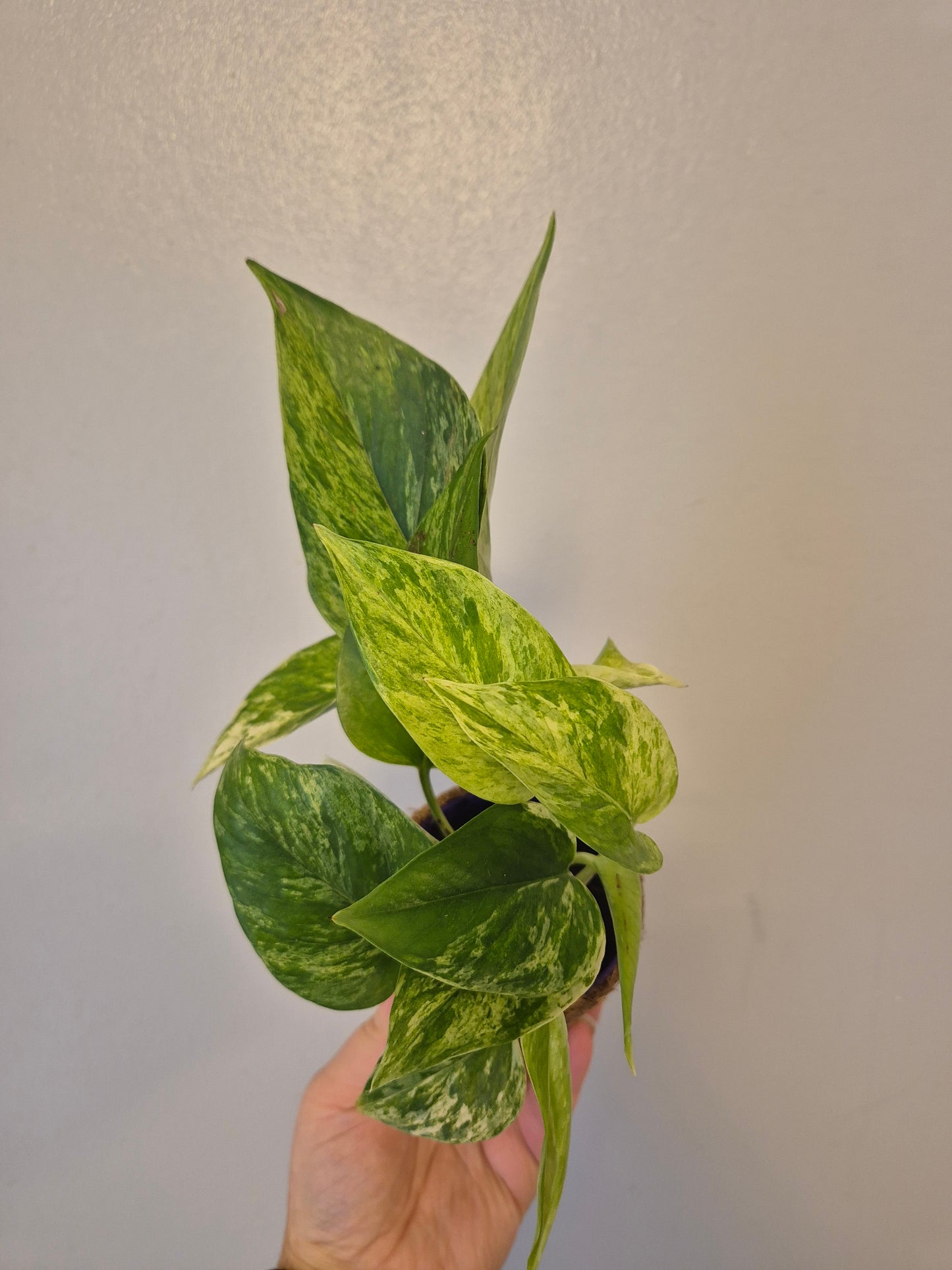 Marble queen pothos in a kokedama pot |  9cm pot | stunning look