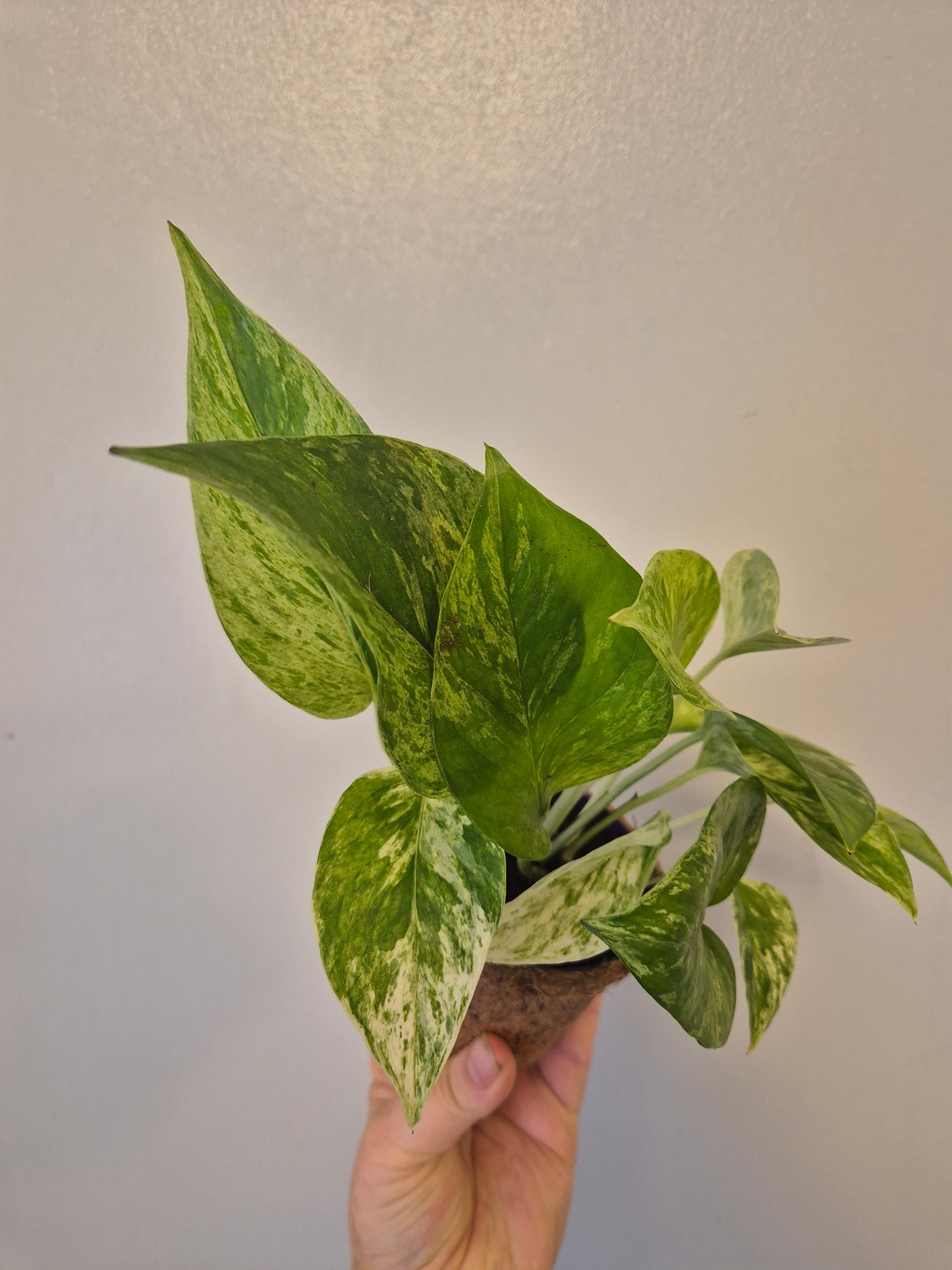 Marble queen pothos in a kokedama pot |  9cm pot | stunning look