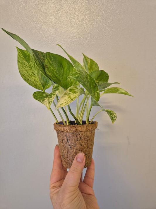 Marble queen pothos in a kokedama pot |  9cm pot | stunning look