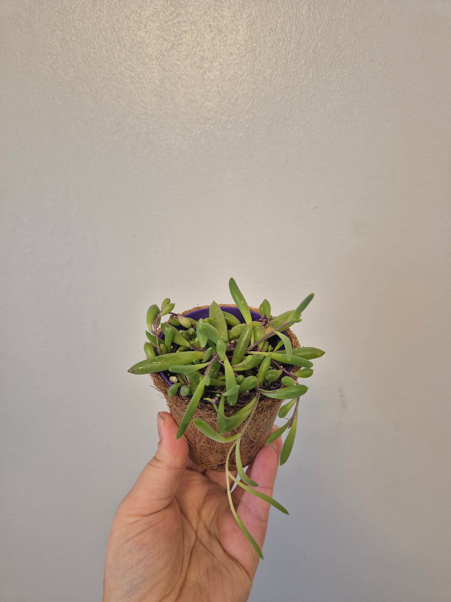 Ruby necklace othonna capensis  in a kokedama pot |  9cm pot | stunning look