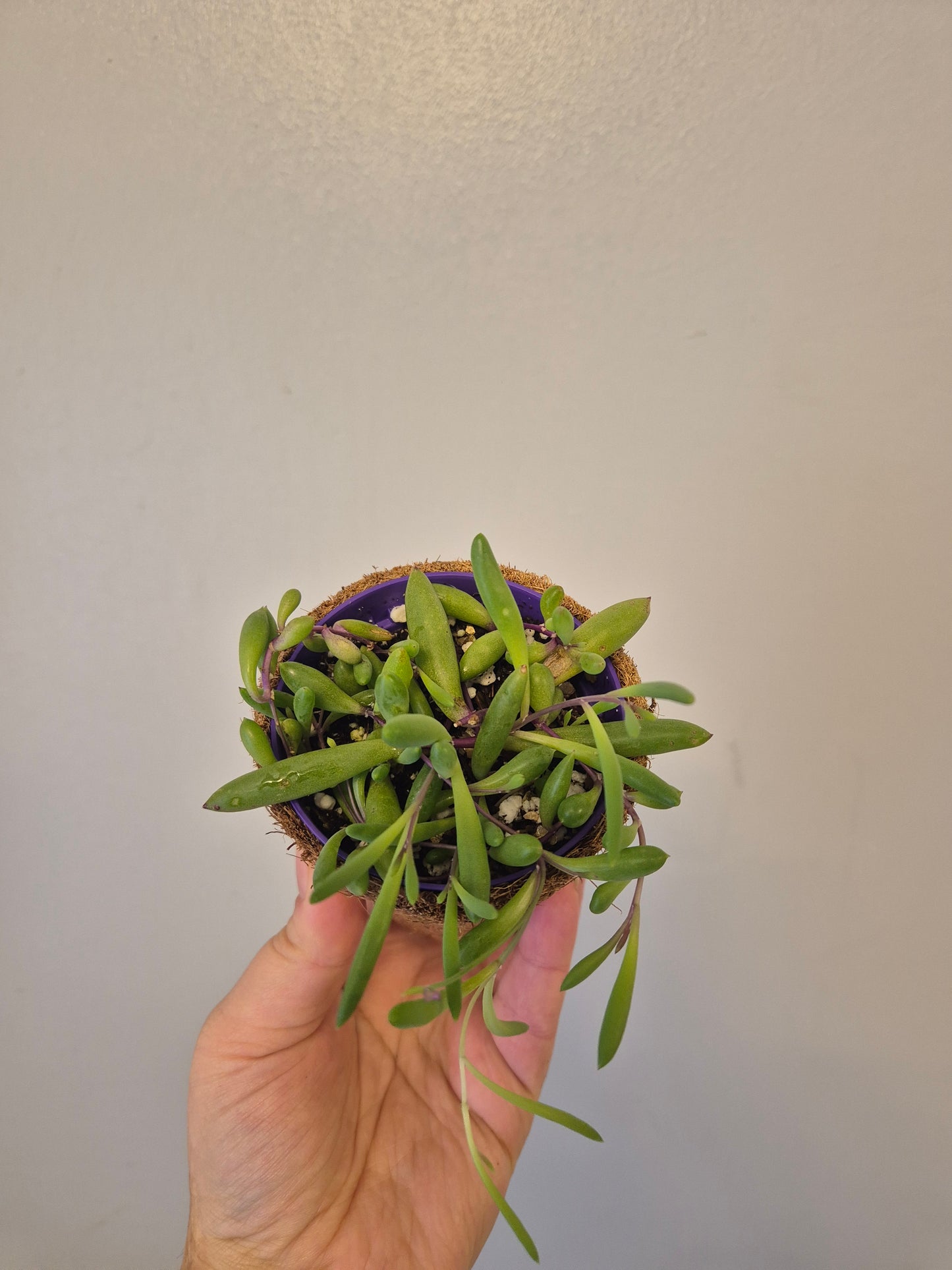 Ruby necklace othonna capensis  in a kokedama pot |  9cm pot | stunning look