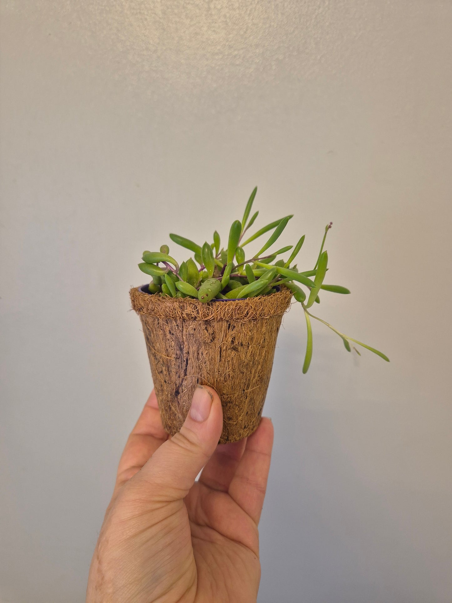 Ruby necklace othonna capensis  in a kokedama pot |  9cm pot | stunning look