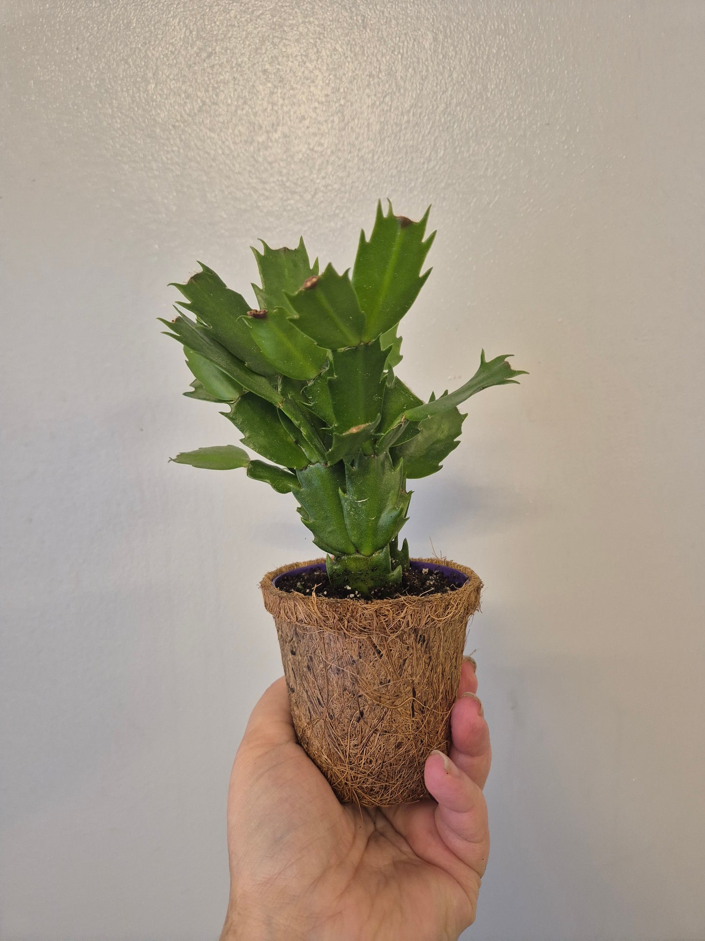 Christmas cactus in a kokedama pot |  9cm pot | stunning look