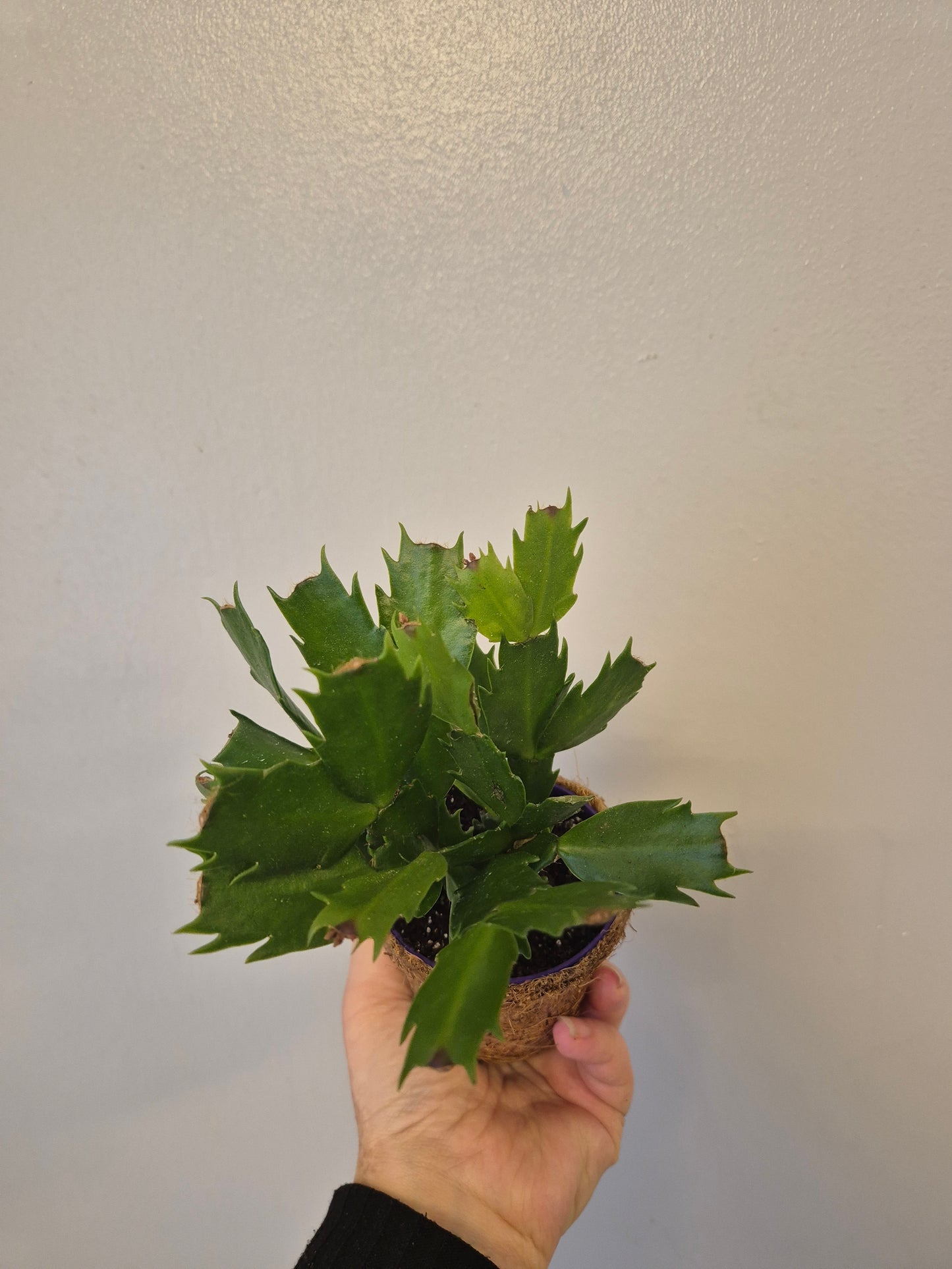 Christmas cactus in a kokedama pot |  9cm pot | stunning look