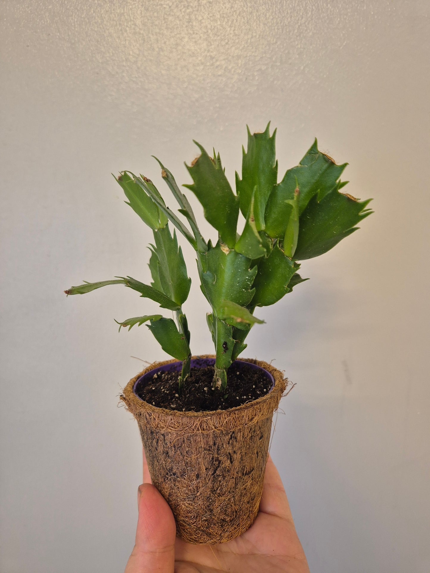 Christmas cactus in a kokedama pot |  9cm pot | stunning look