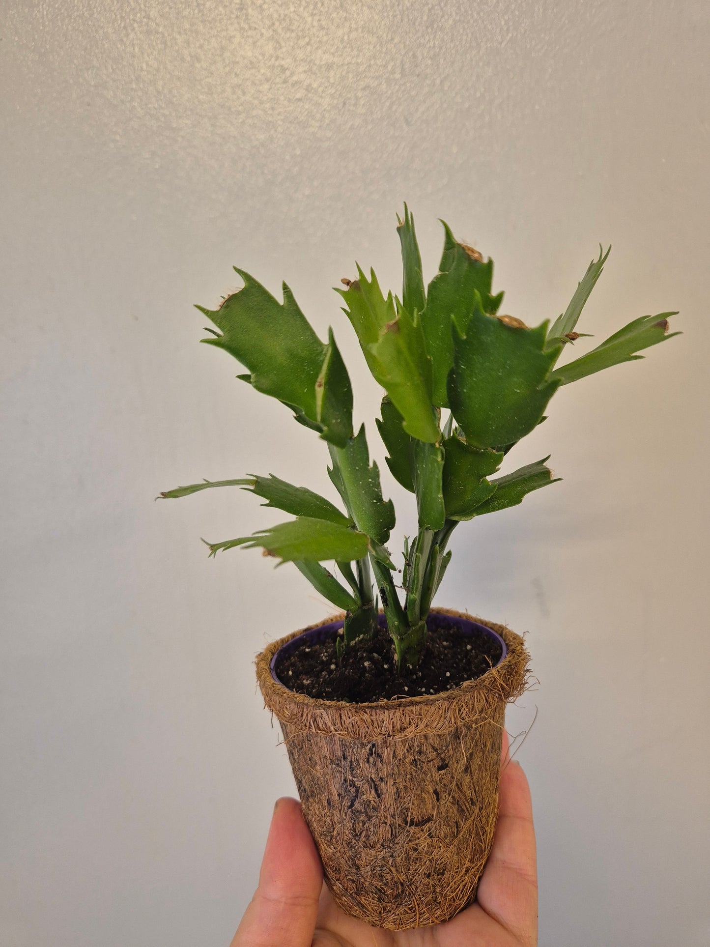 Christmas cactus in a kokedama pot |  9cm pot | stunning look