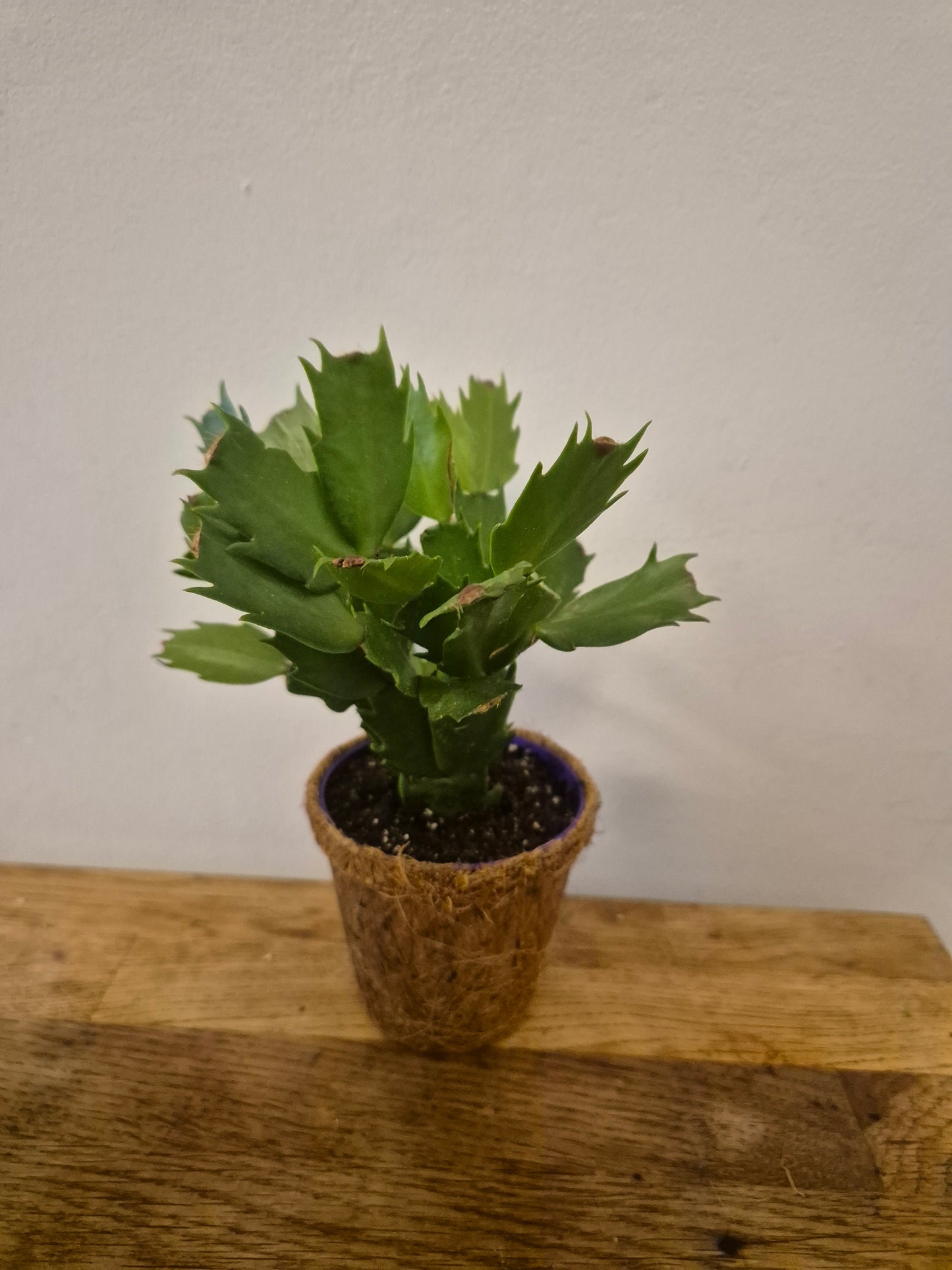 Christmas cactus in a kokedama pot |  9cm pot | stunning look