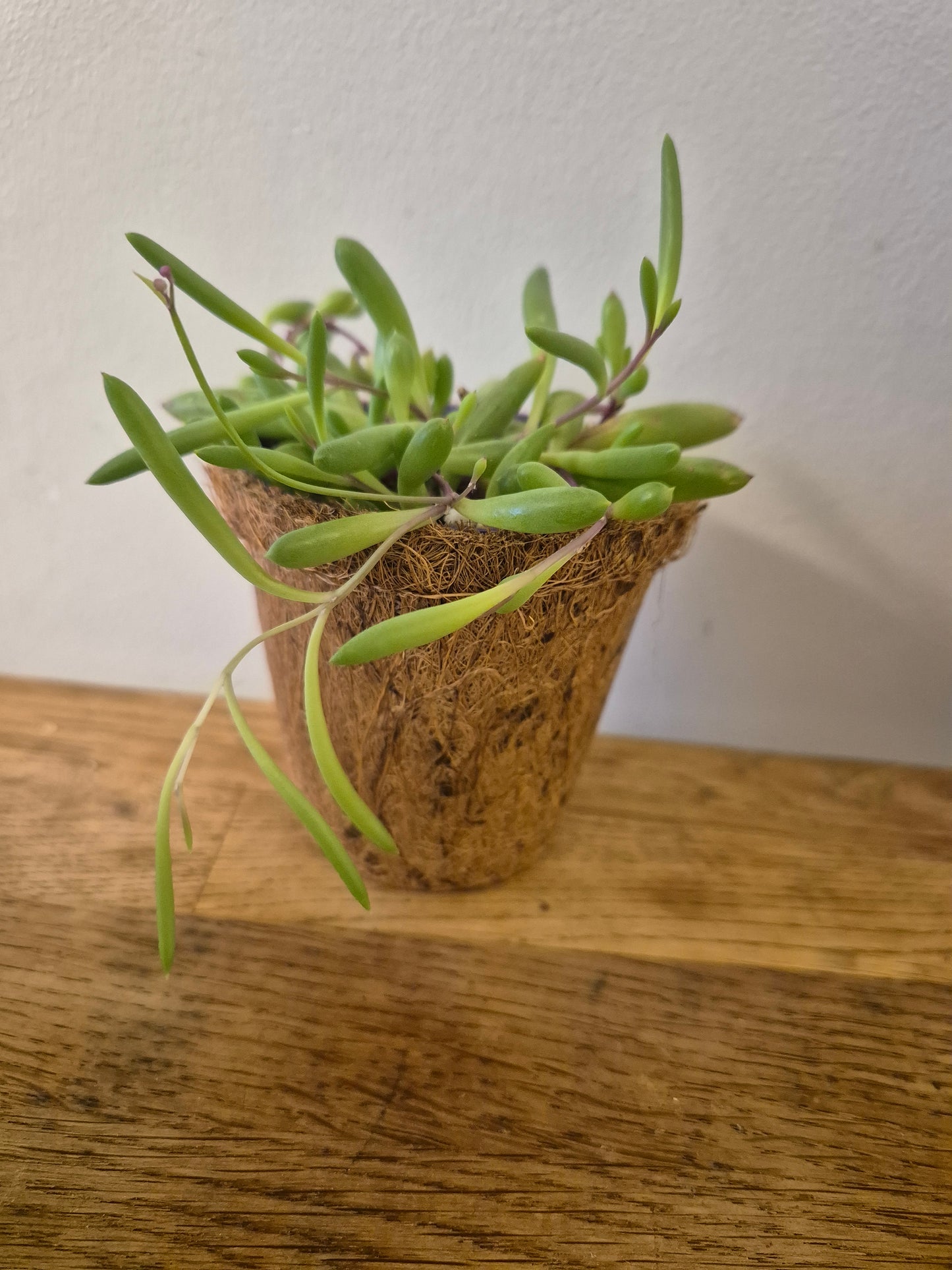 Ruby necklace othonna capensis  in a kokedama pot |  9cm pot | stunning look