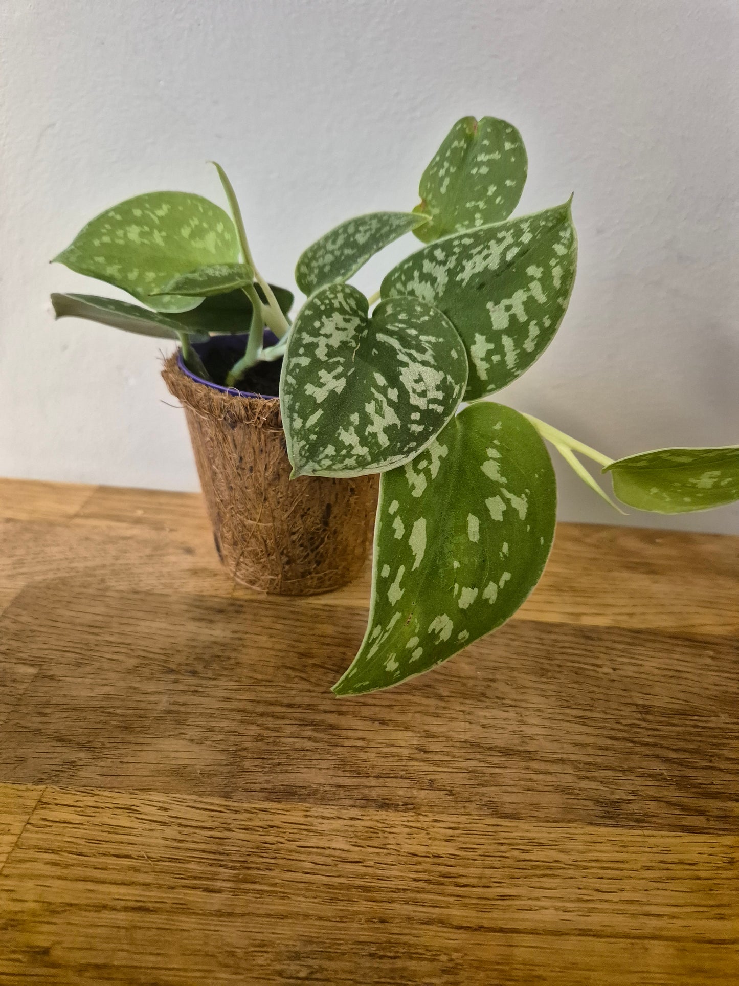 Scindapsus satin pothos in a kokedama pot |  9cm pot | stunning look