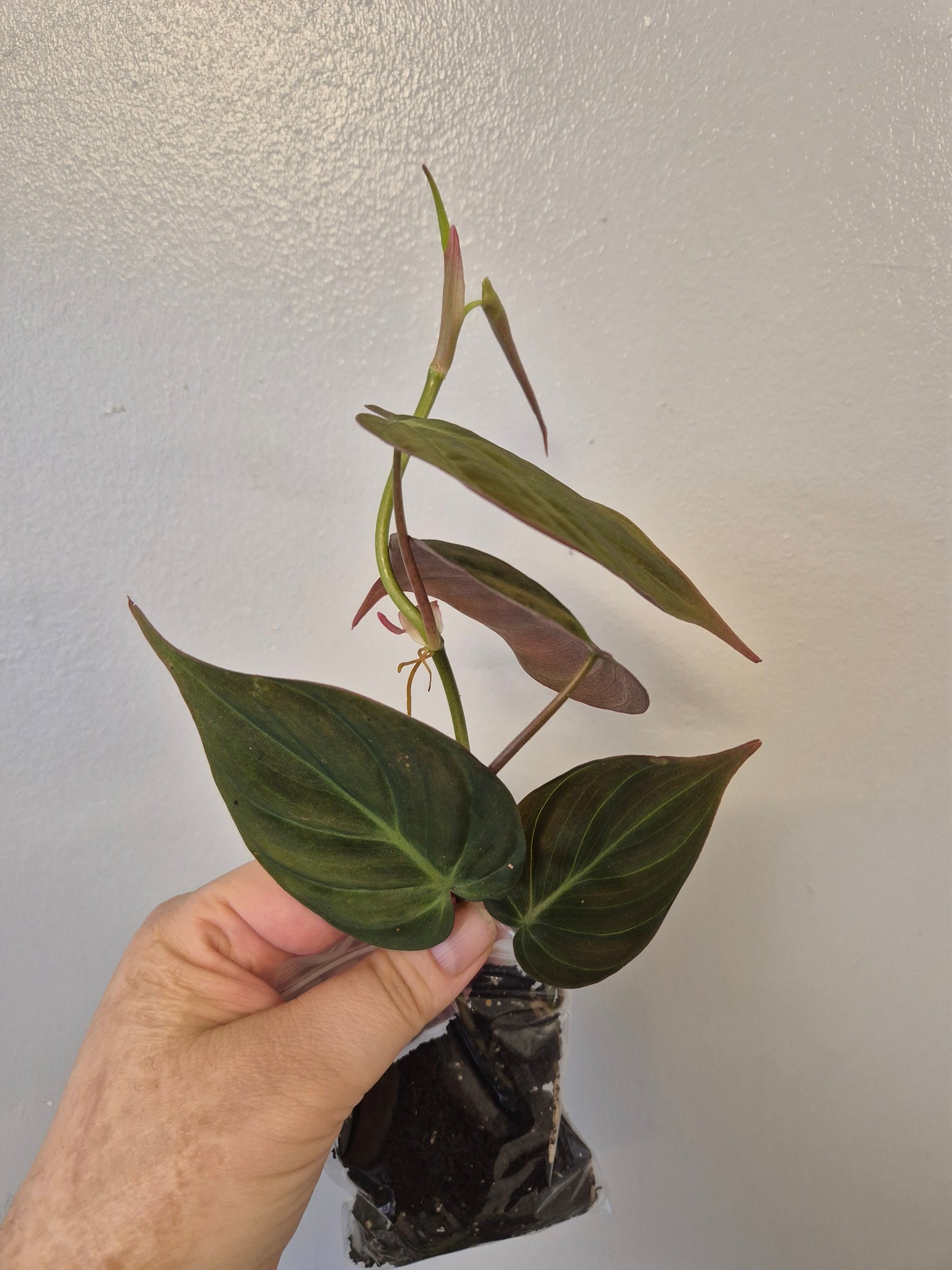 Philodendron Scandens Micans Velvet well rooted plants