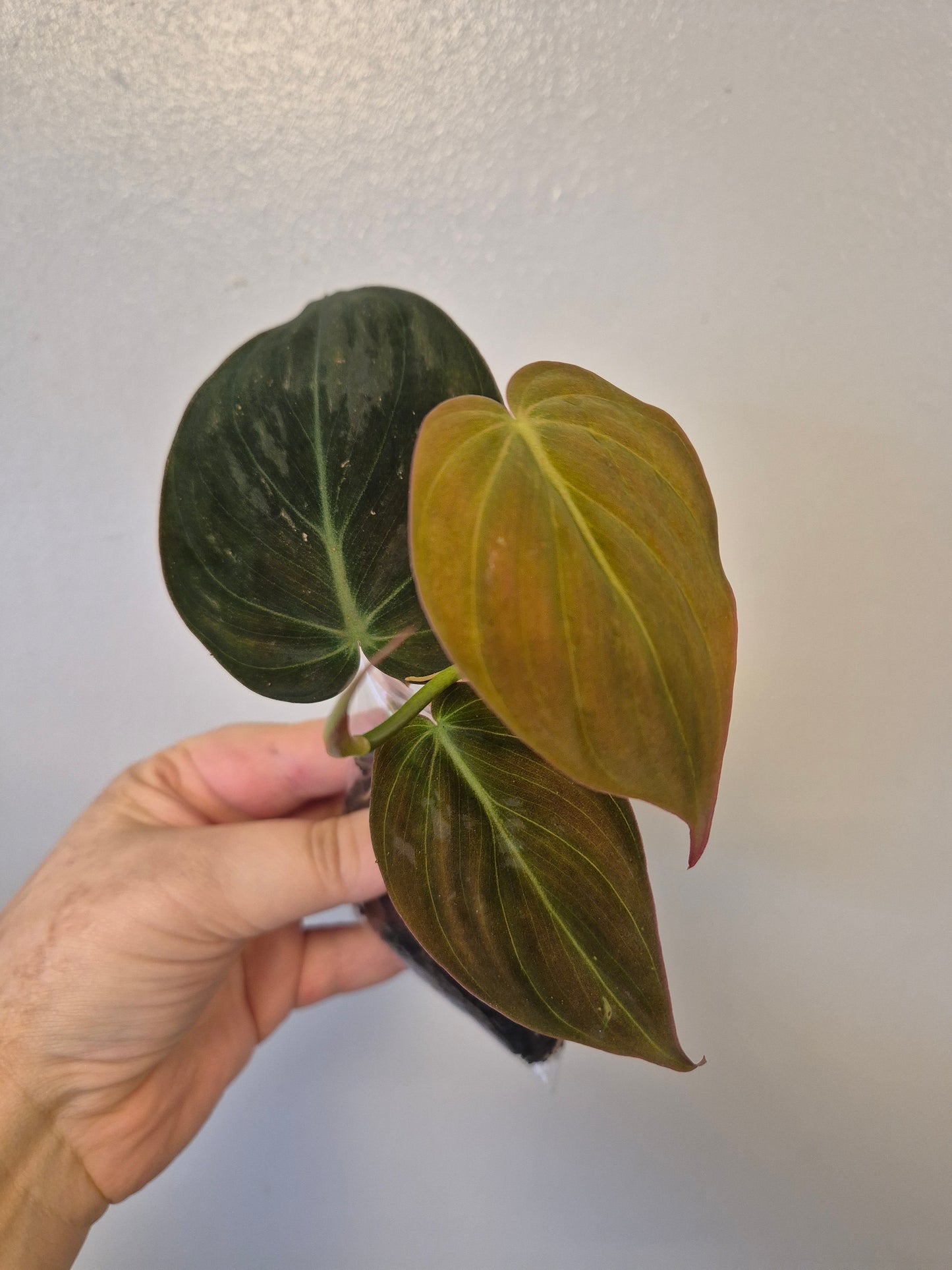 Philodendron Scandens Micans Velvet well rooted plants