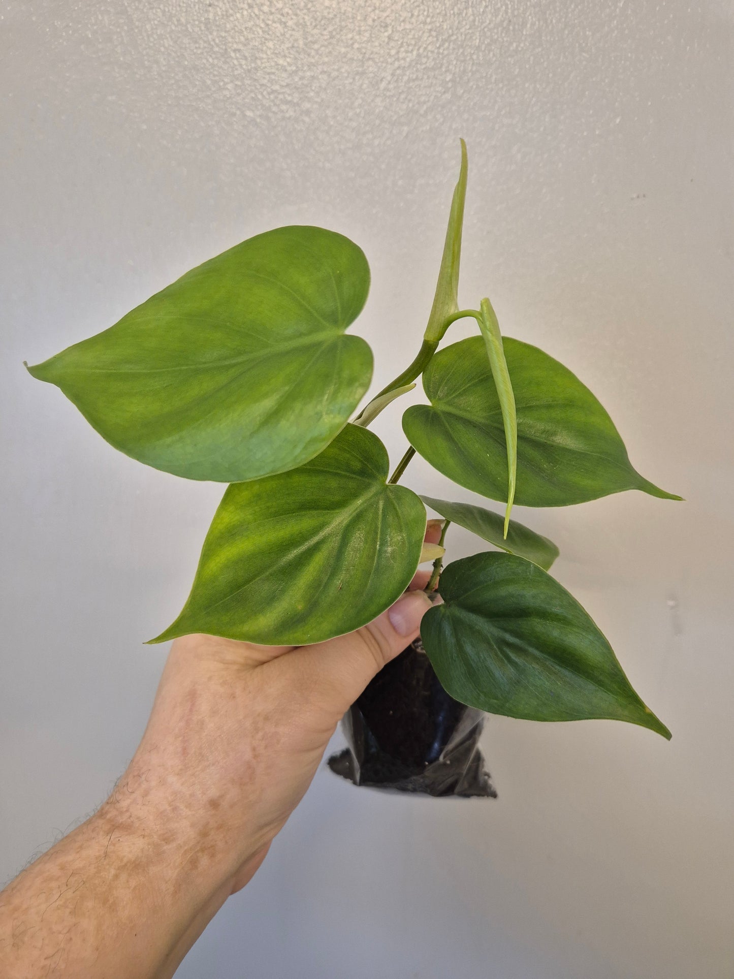 Heart Leaf Philodendron Scandens well Rooted plants