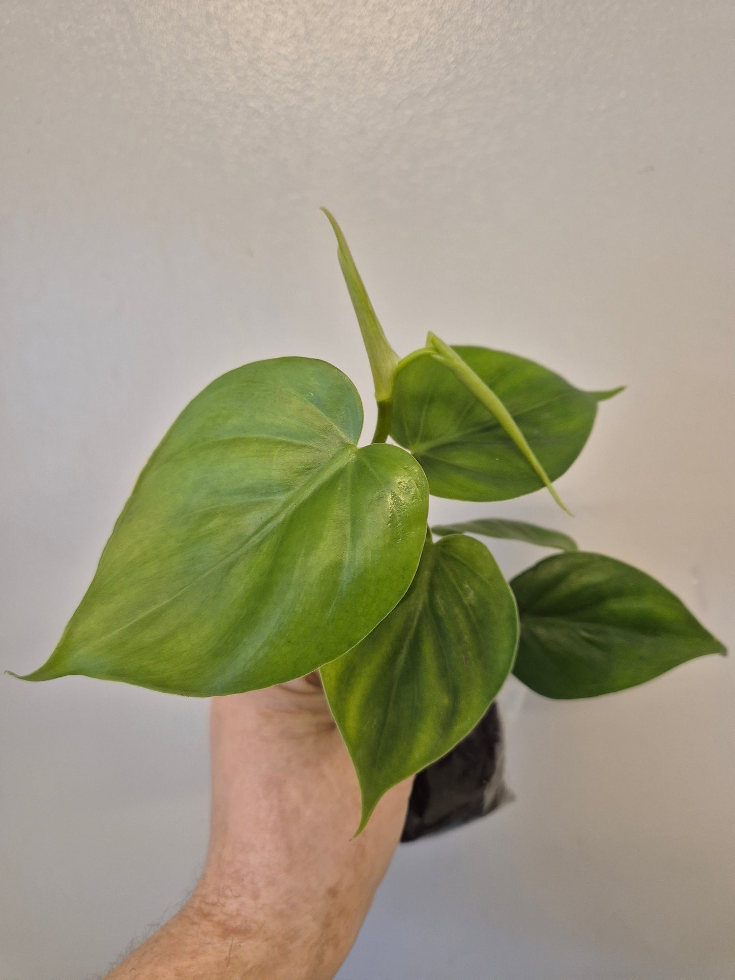 Heart Leaf Philodendron Scandens well Rooted plants