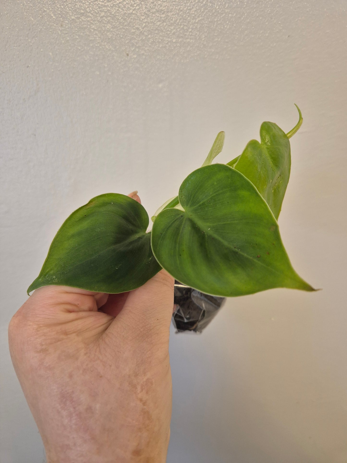 Heart Leaf Philodendron Scandens well Rooted plants