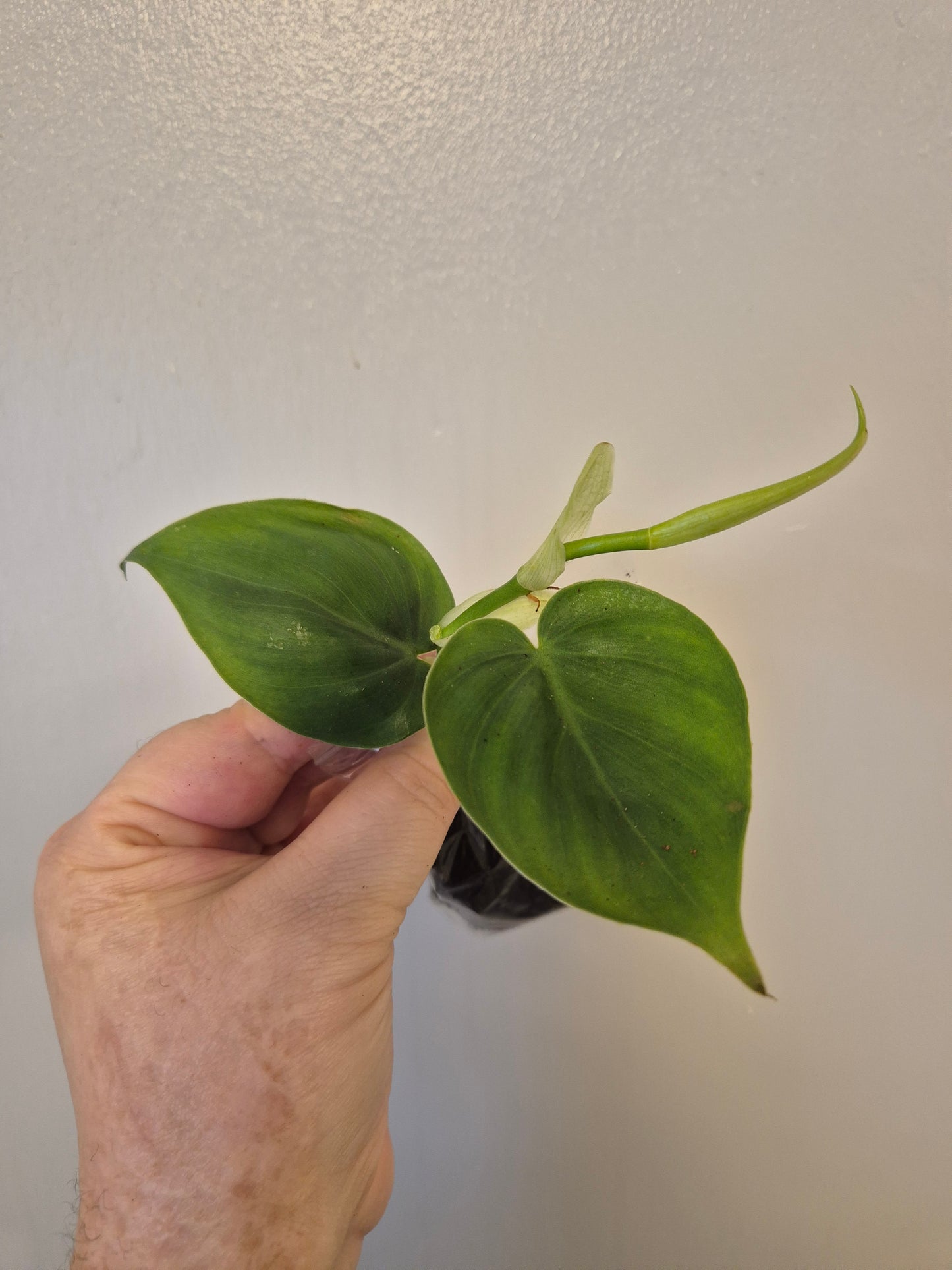 Heart Leaf Philodendron Scandens well Rooted plants