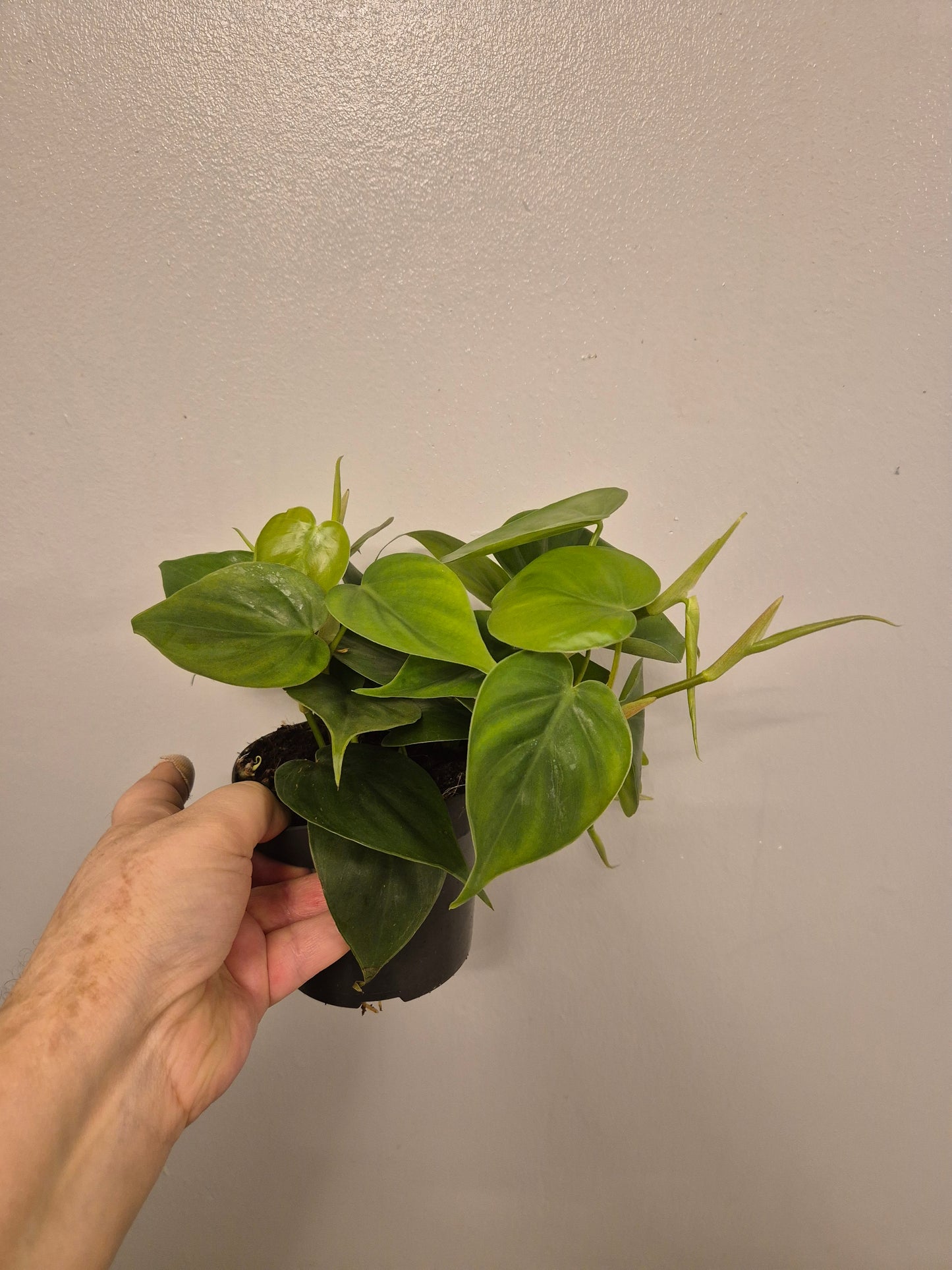 Heart Leaf Philodendron Scandens well Rooted plants