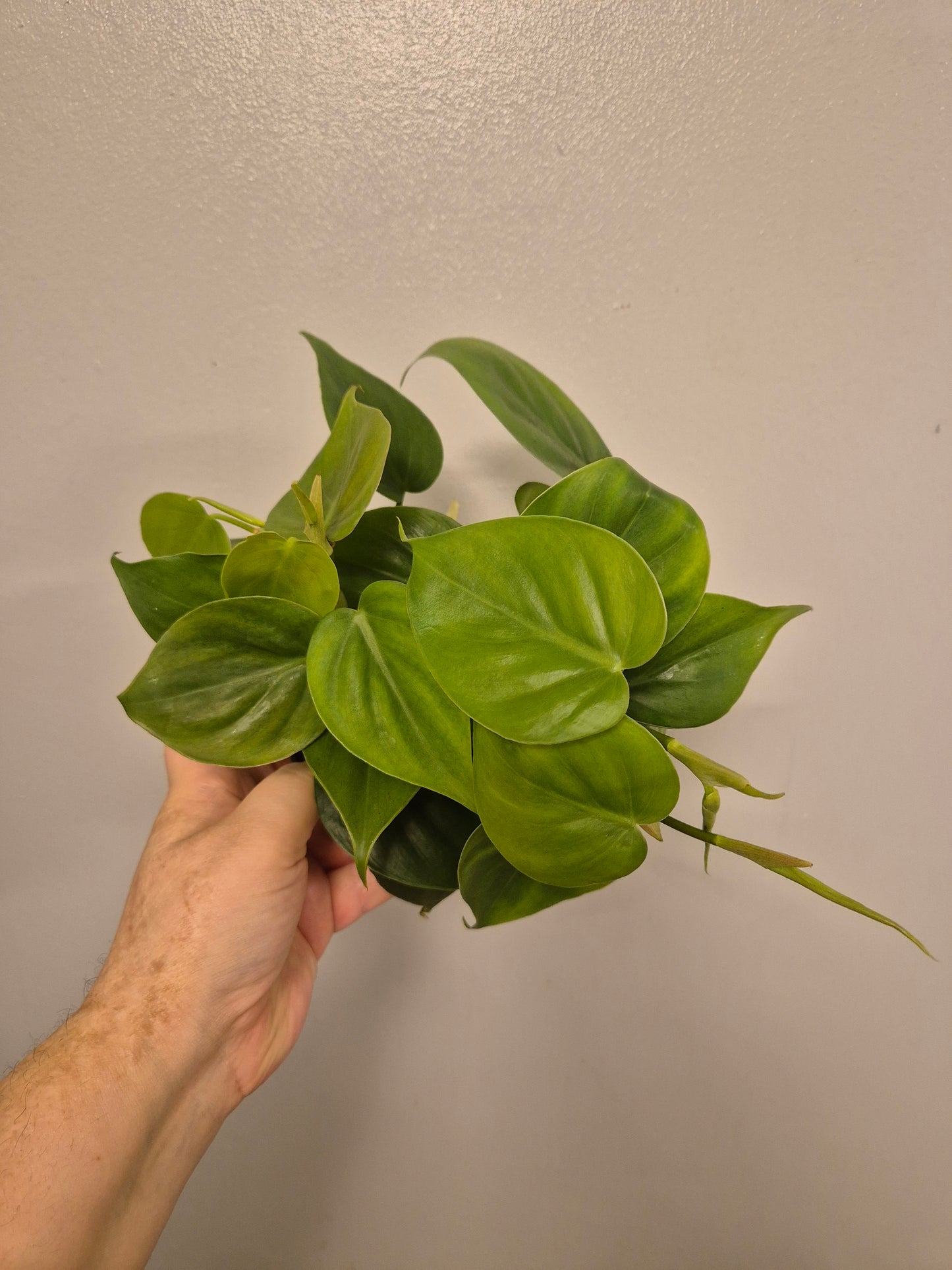 Heart Leaf Philodendron Scandens well Rooted plants