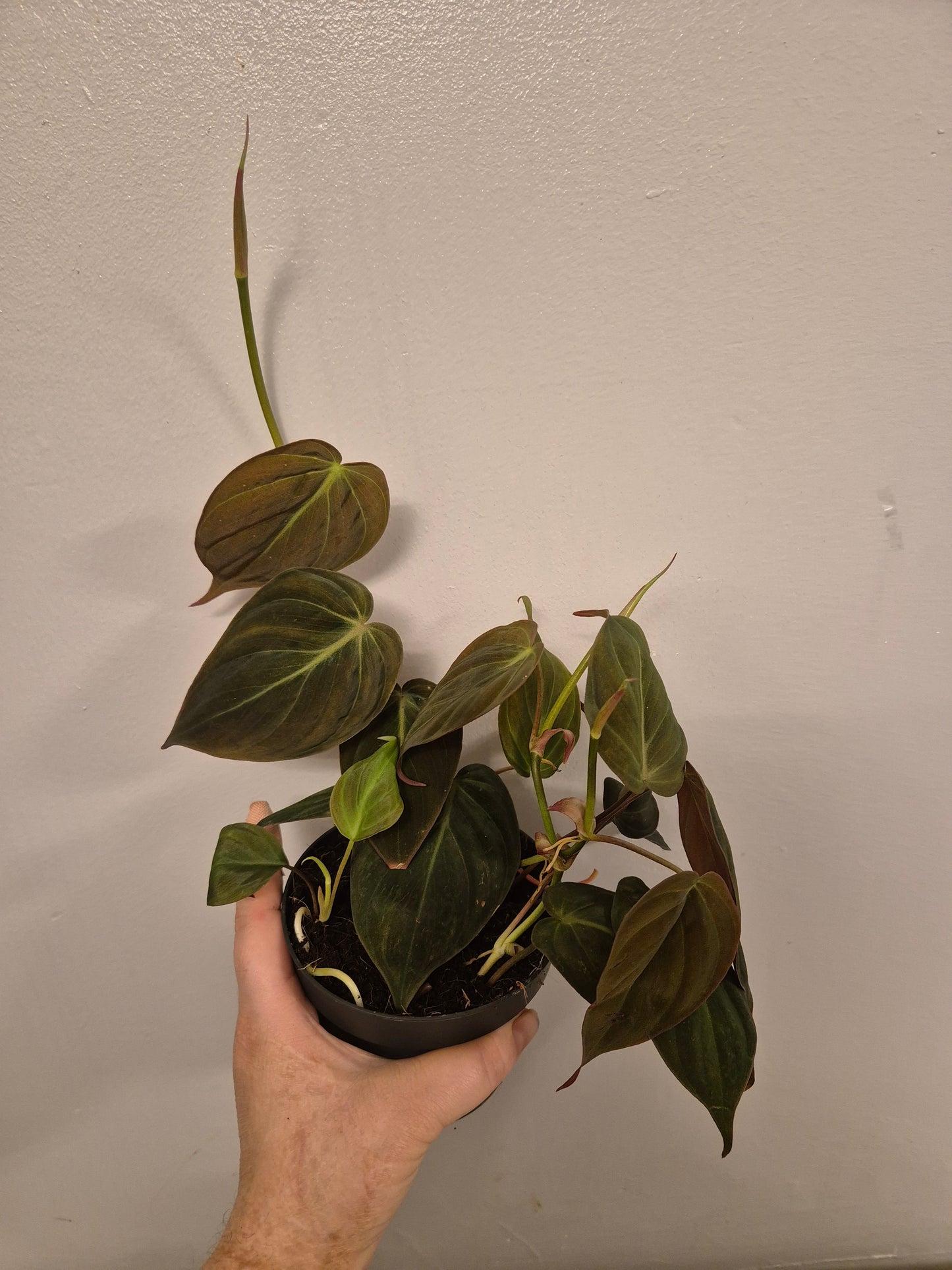 Philodendron Scandens Micans Velvet well rooted plants