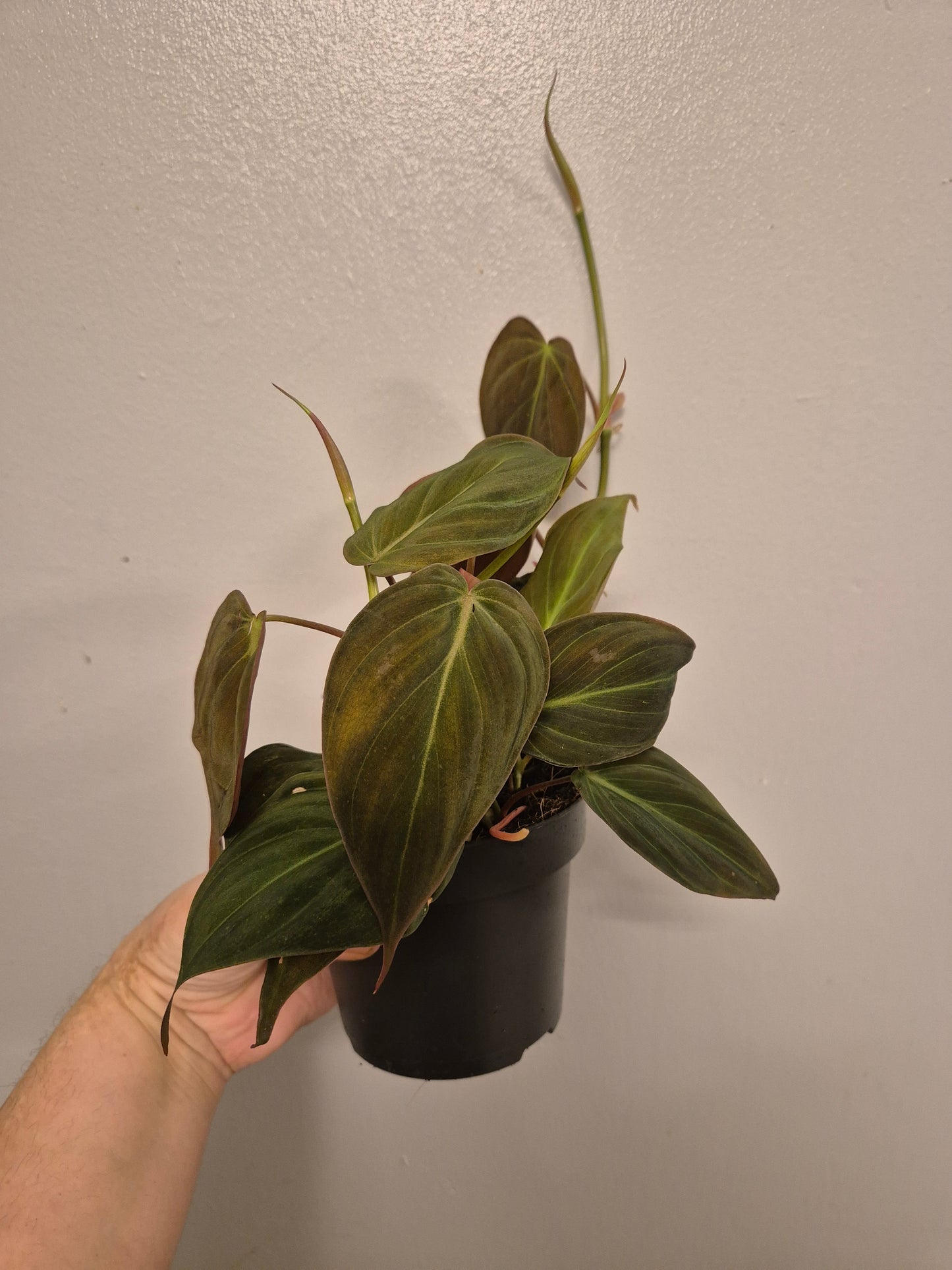 Philodendron Scandens Micans Velvet well rooted plants