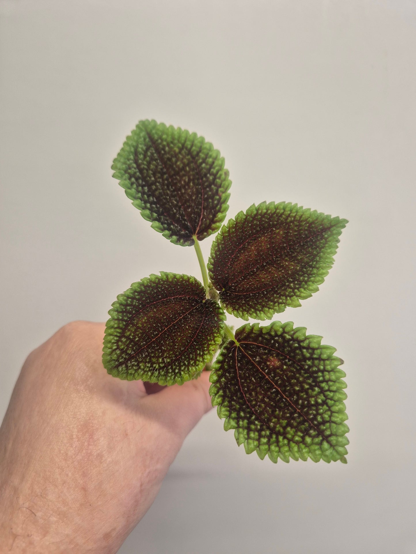 Pilea Moon Valley | Unrooted pilea Mollis Friendship Plant vivarium Terrarium