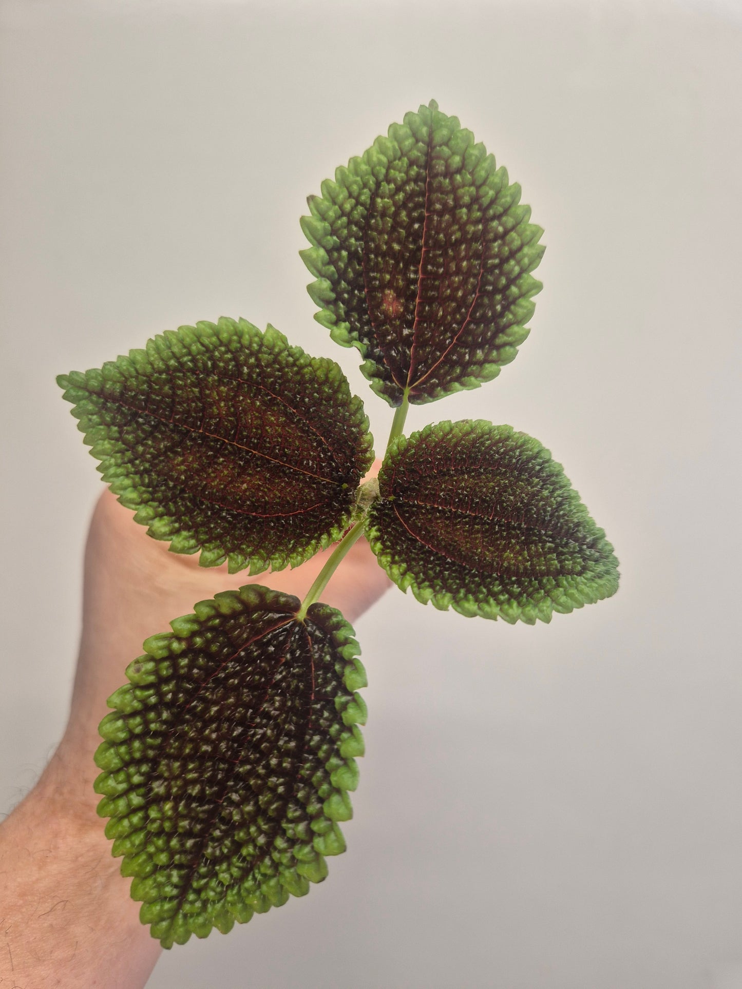 Pilea Moon Valley | Unrooted pilea Mollis Friendship Plant vivarium Terrarium