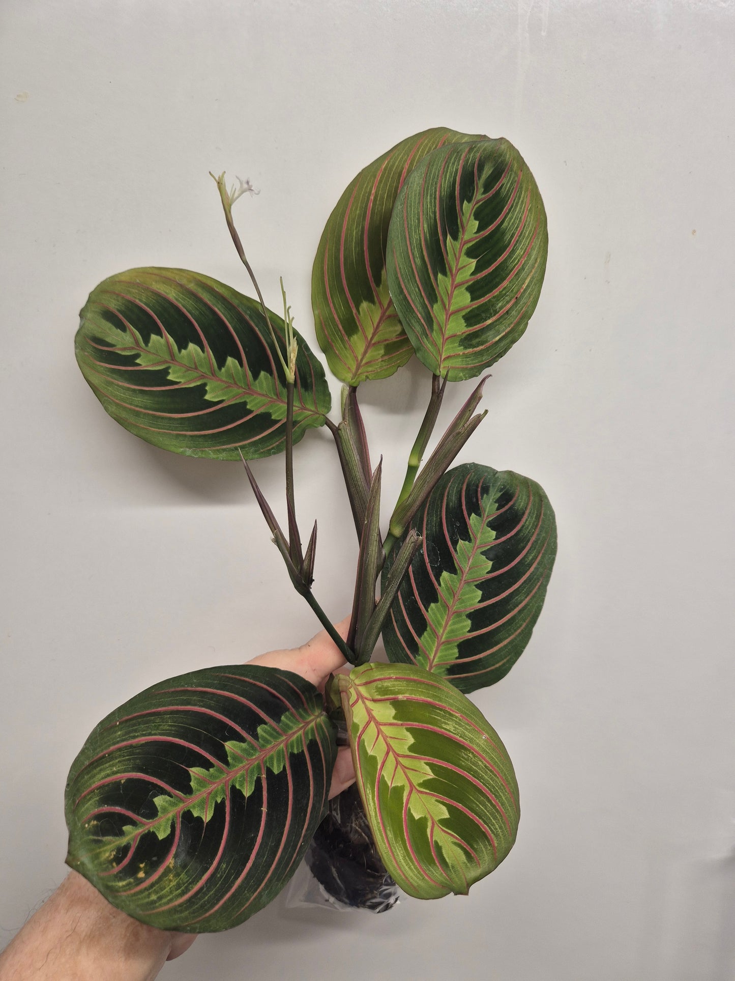 Maranta Fascinator Tricolour | Prayer Houseplant | Rooted Cutting | Bare Rooted