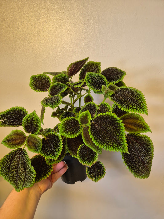 Pilea Moon Valley | 14cm Pot | Pilea Mollis Friendship Plant vivarium Terrarium