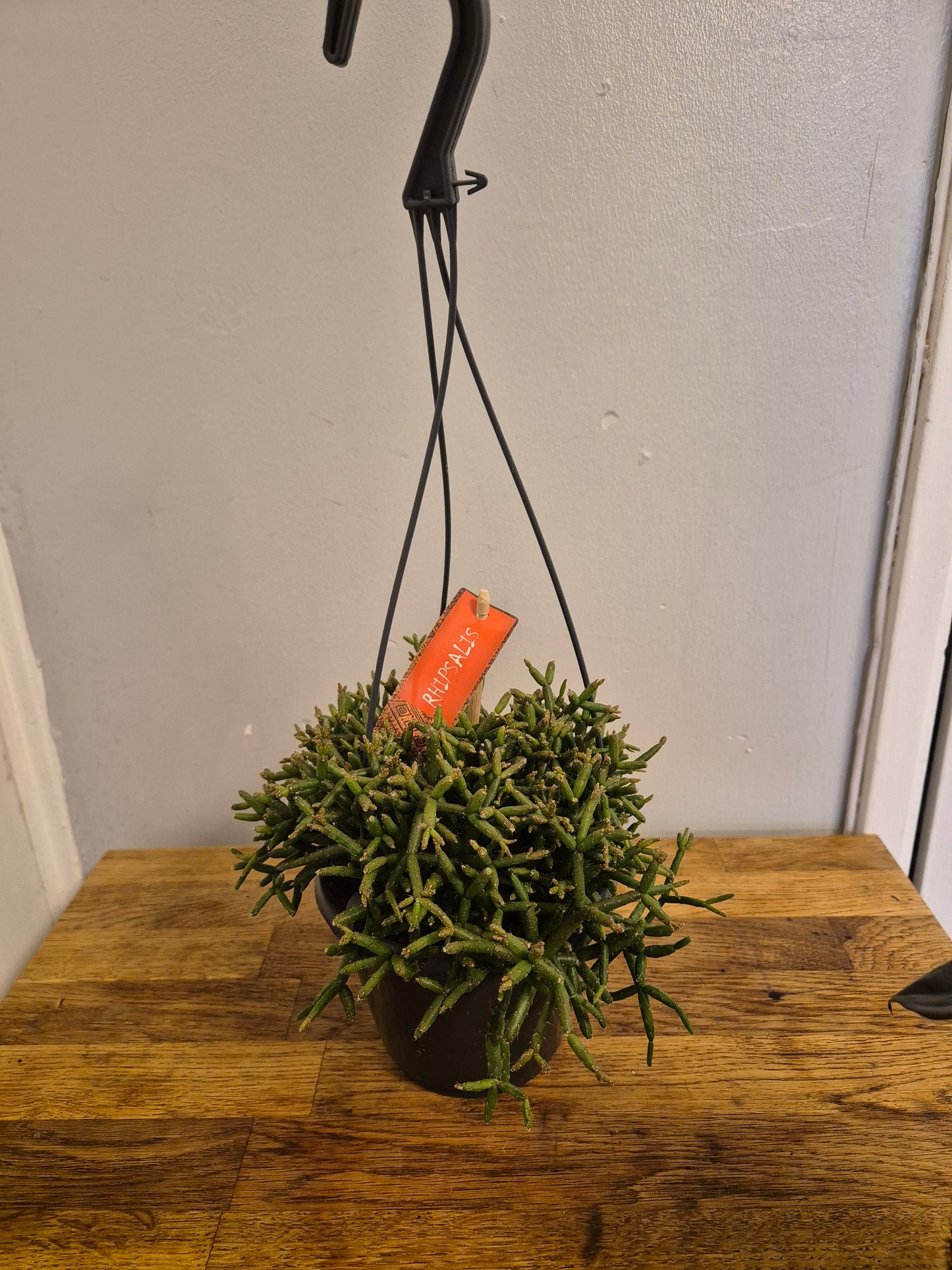 Rhipsalis Baccifera / Coral Cactus | mistletoe cactus | 12cm Hanging Plant Pot