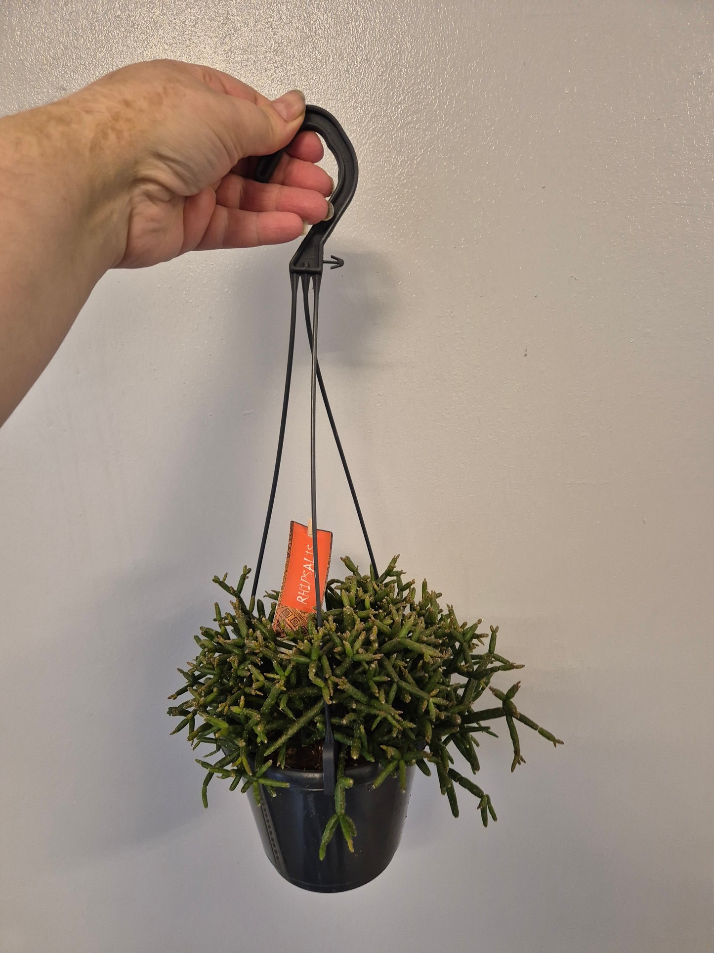 Rhipsalis Baccifera / Coral Cactus | mistletoe cactus | 12cm Hanging Plant Pot