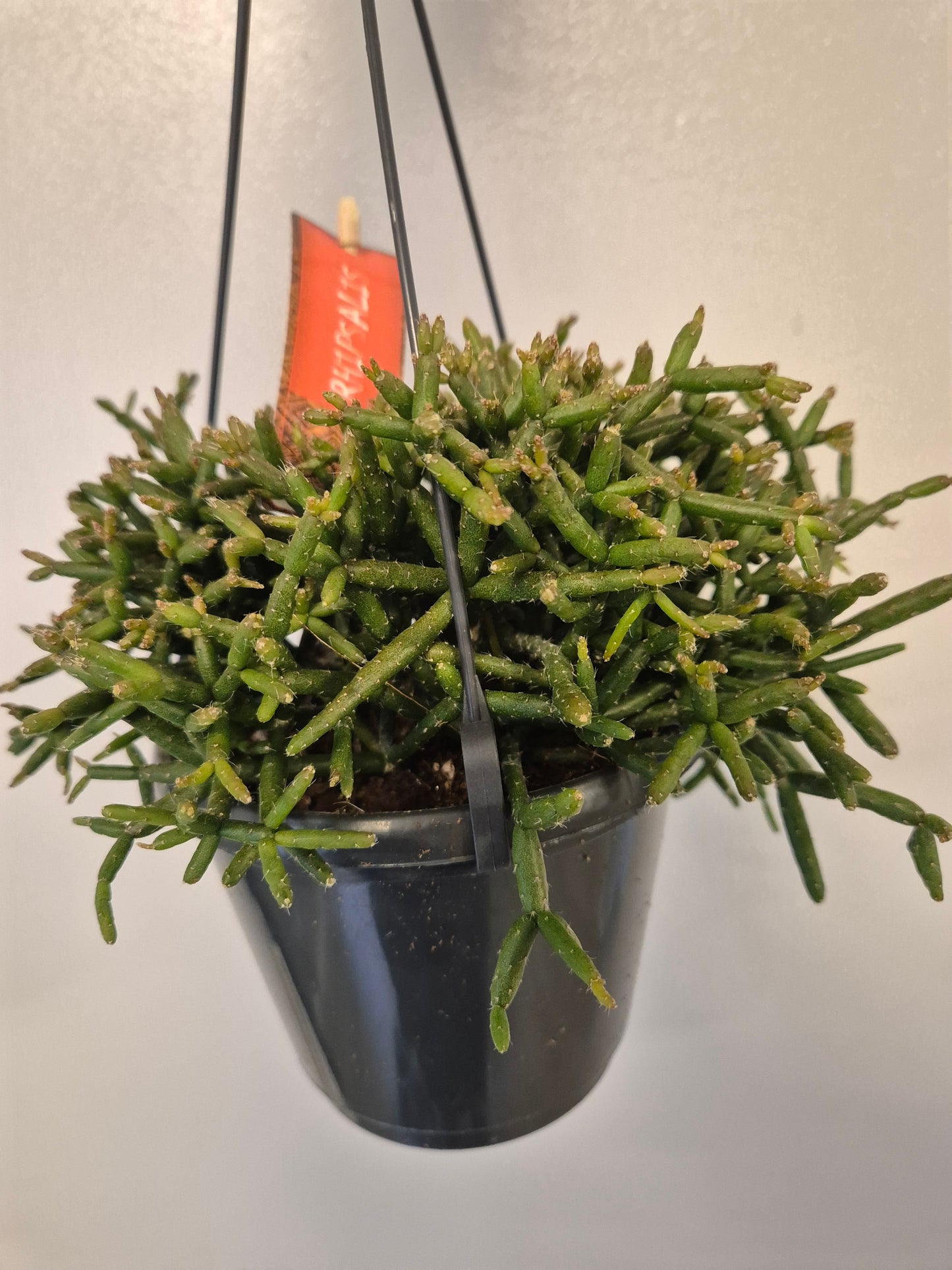 Rhipsalis Baccifera / Coral Cactus | mistletoe cactus | 12cm Hanging Plant Pot