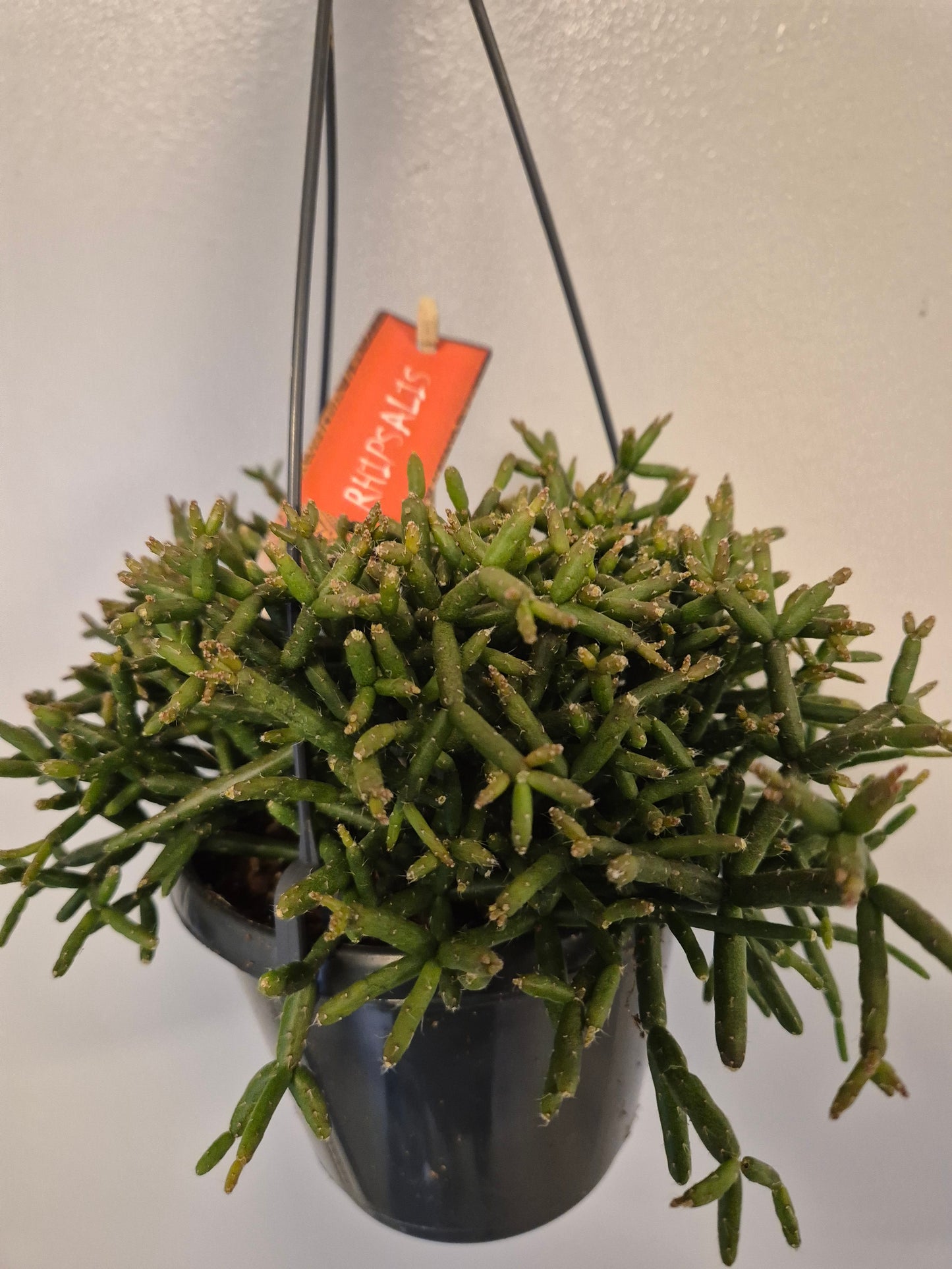 Rhipsalis Baccifera / Coral Cactus | mistletoe cactus | 12cm Hanging Plant Pot