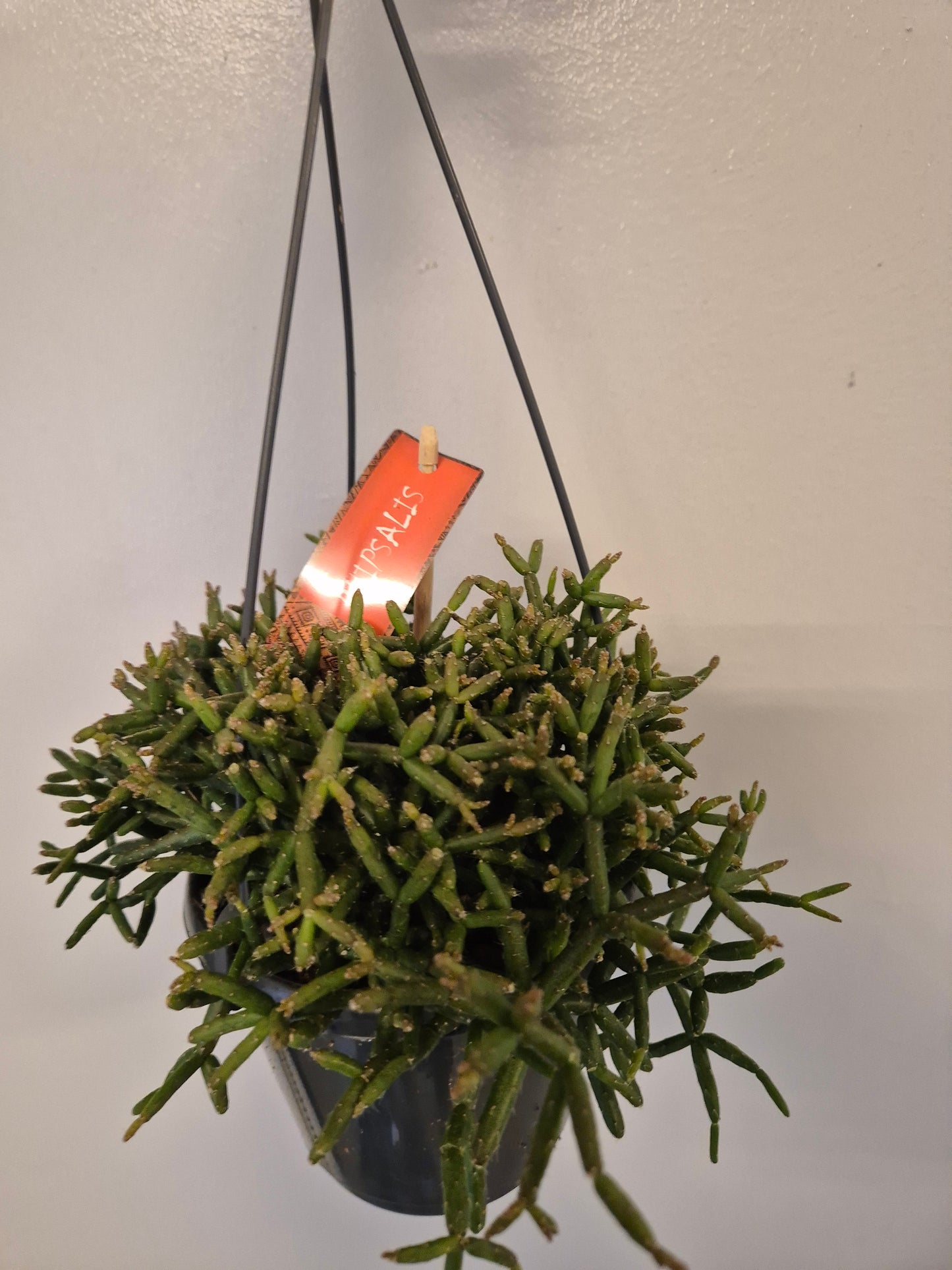 Rhipsalis Baccifera / Coral Cactus | mistletoe cactus | 12cm Hanging Plant Pot