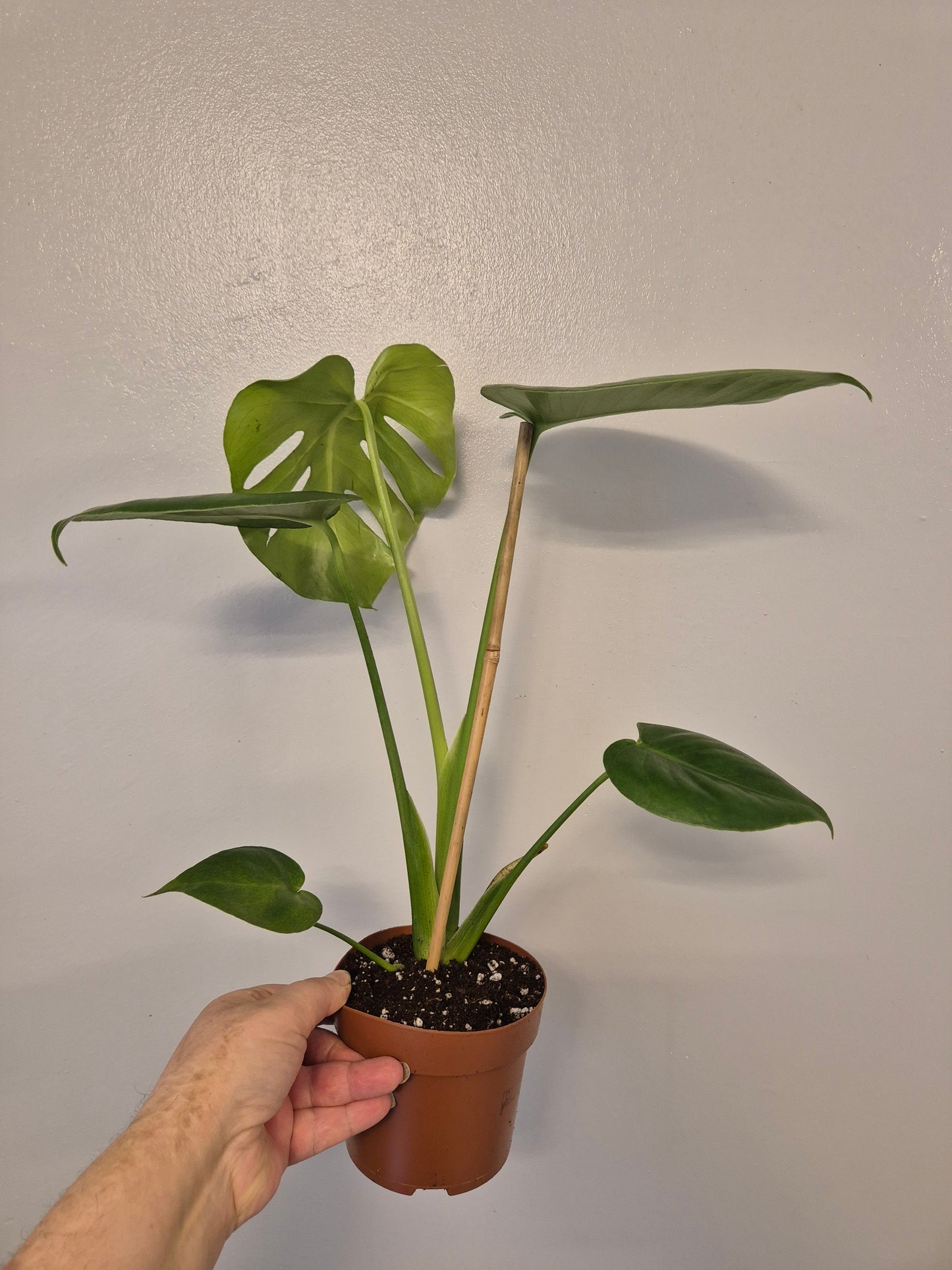 Monstera Deliciosa | Swiss Cheese Plant | 12cm Pot | 40-50cm Tall