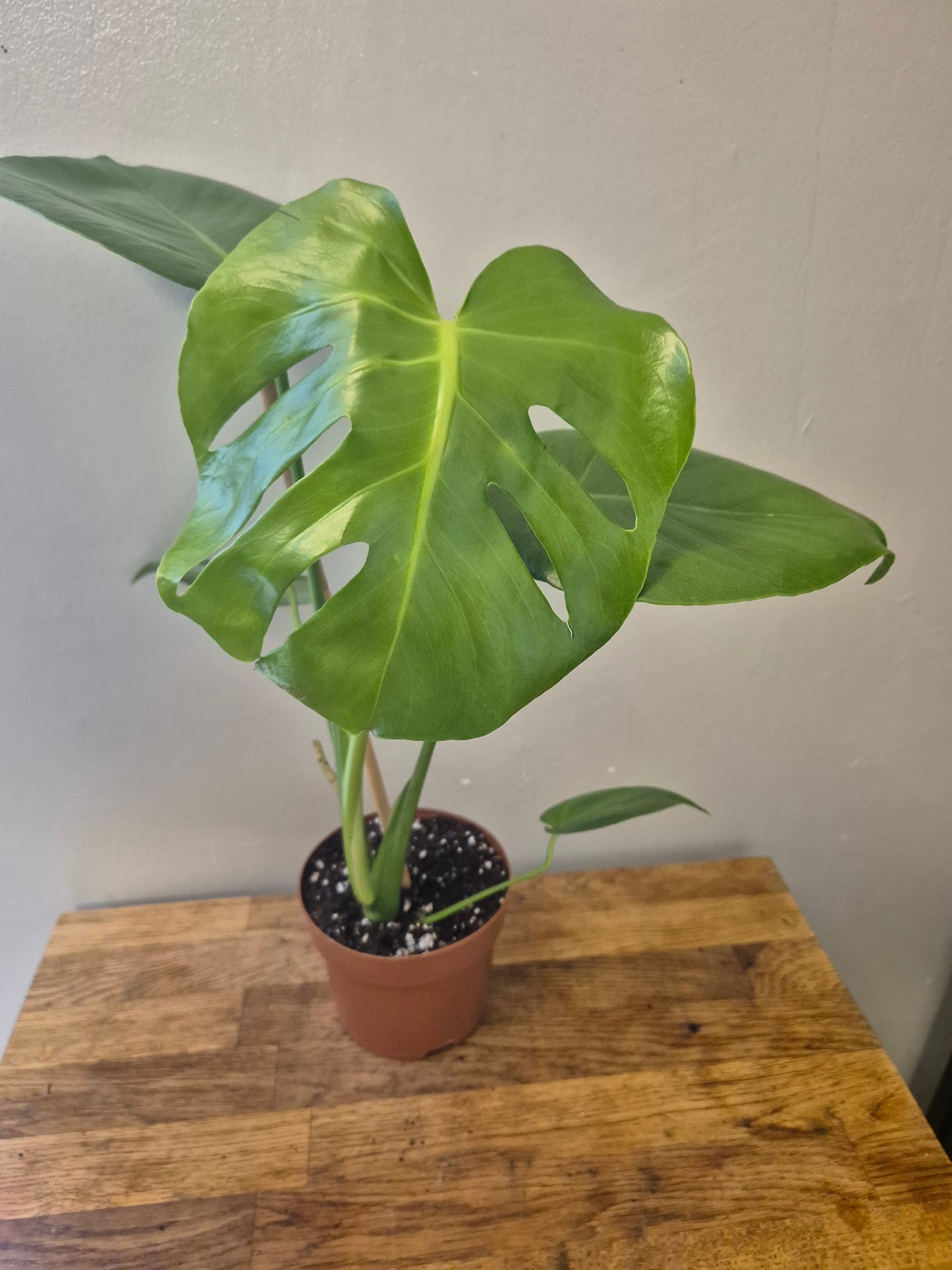 Monstera Deliciosa | Swiss Cheese Plant | 12cm Pot | 40-50cm Tall